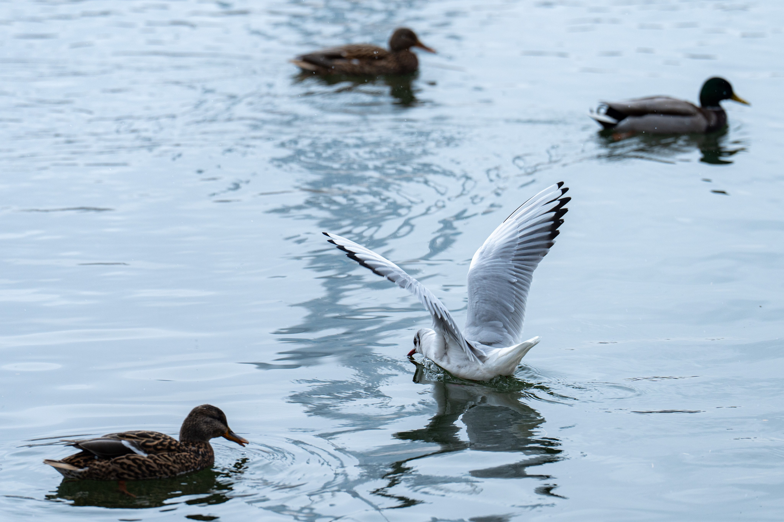 Первый снег в 2024 году. Георгий Намазов | Фотограф в Ташкенте