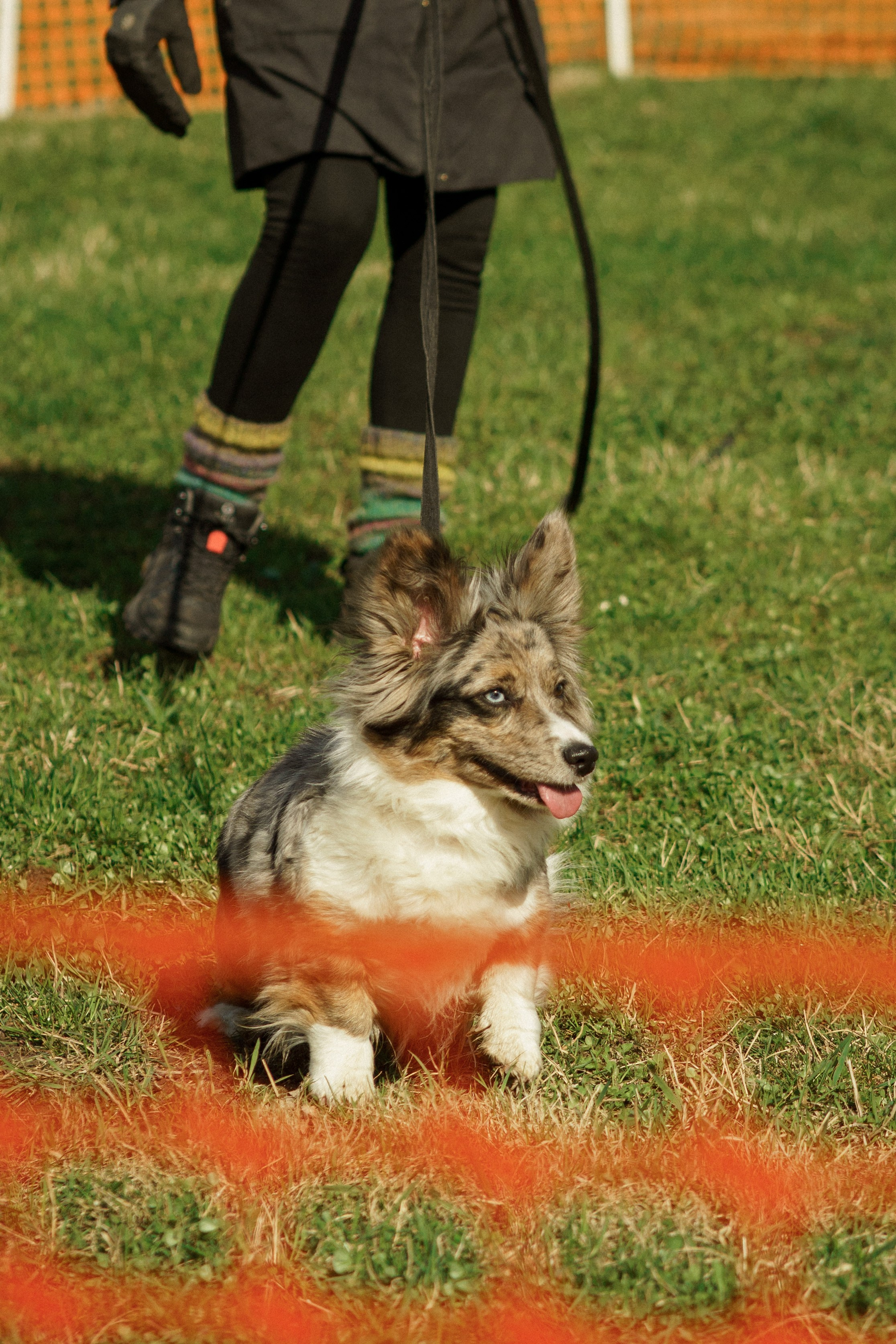 Herding Days, 26 apr. 2025. Kat Laisaar — Pet photographer in Tallinn