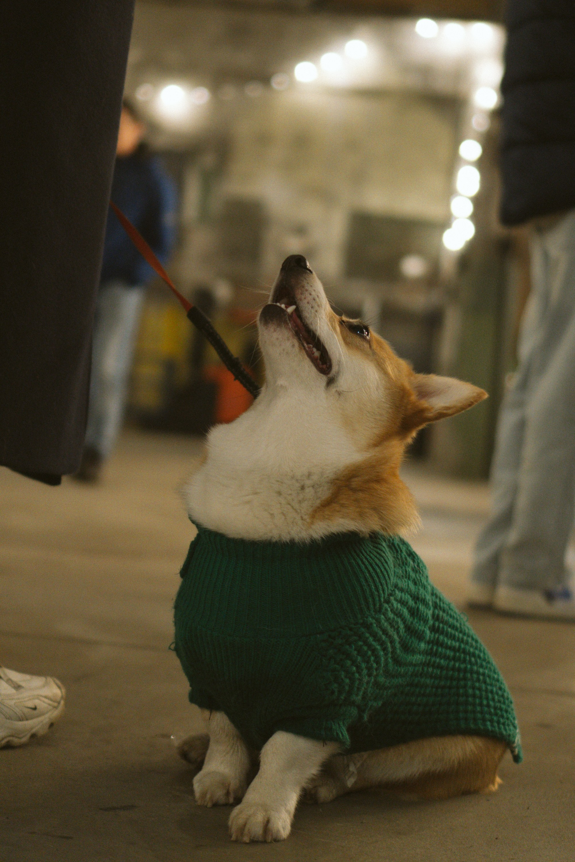 Corgi Fest, Christmas edition. Kat Laisaar — Pet photographer in Tallinn
