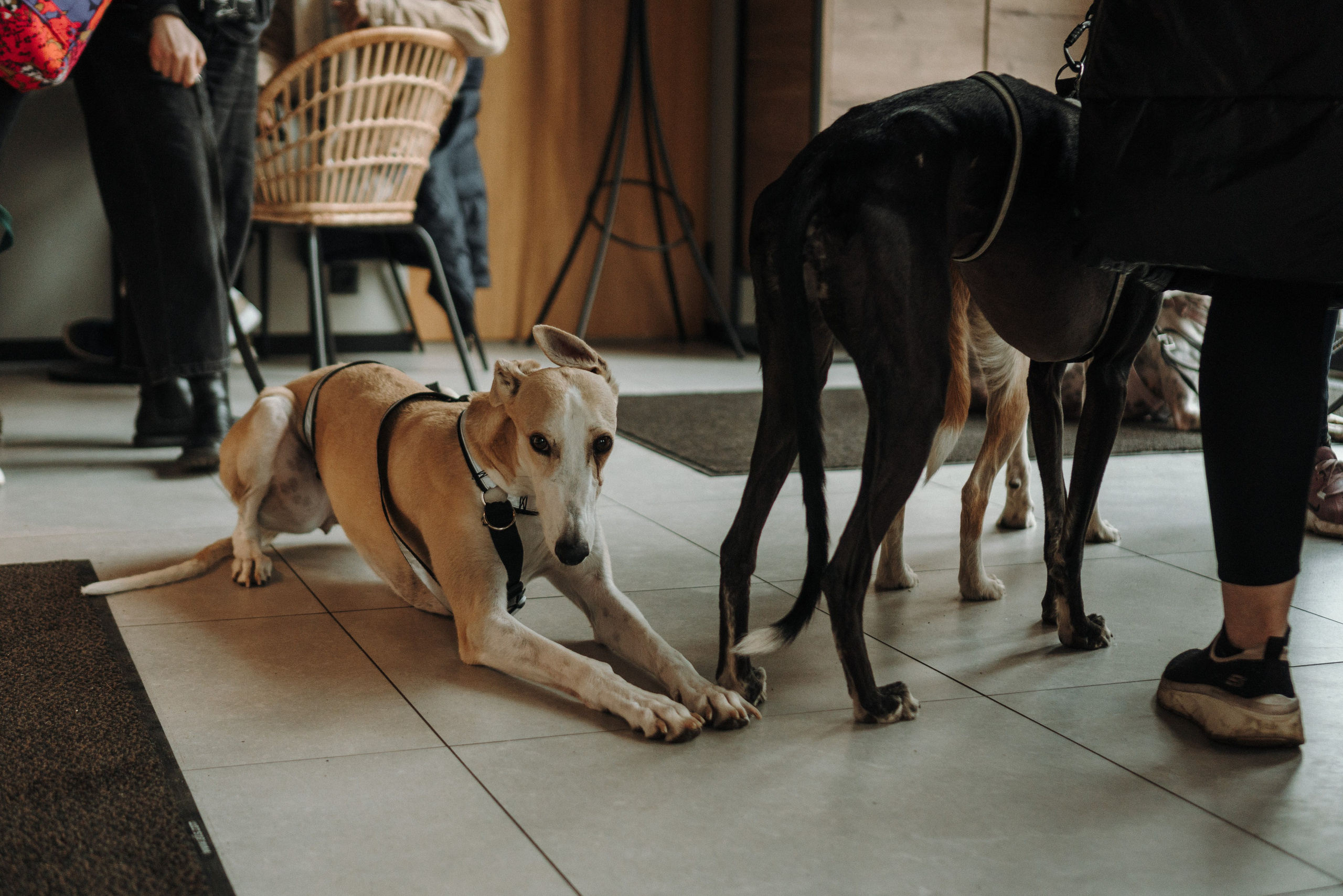 GalgoTreff / Mia Pagar 1 may, 2025. Kat Laisaar — Pet photographer in Tallinn