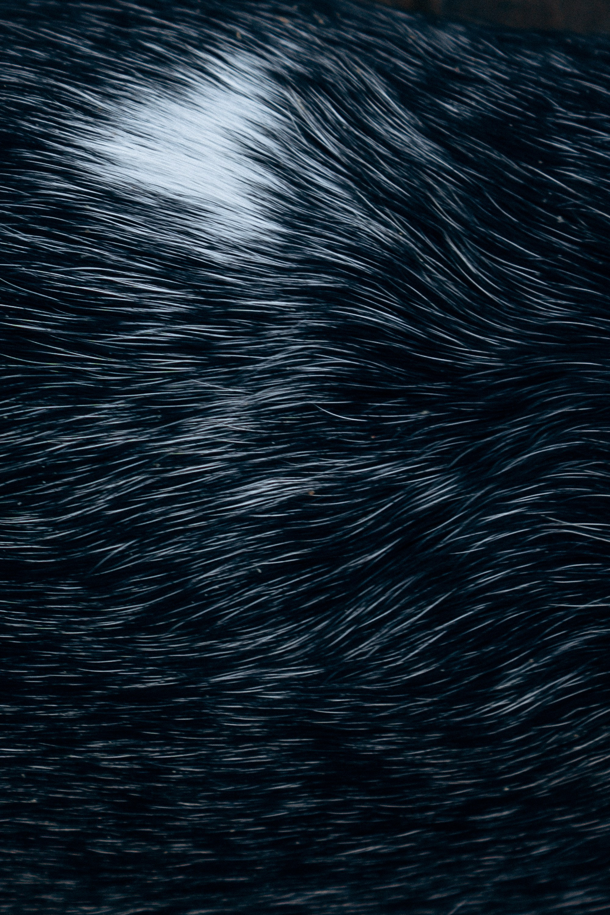 Polina and her Dakota, Australian Cattle Dog. Kat Laisaar — Pet photographer in Tallinn