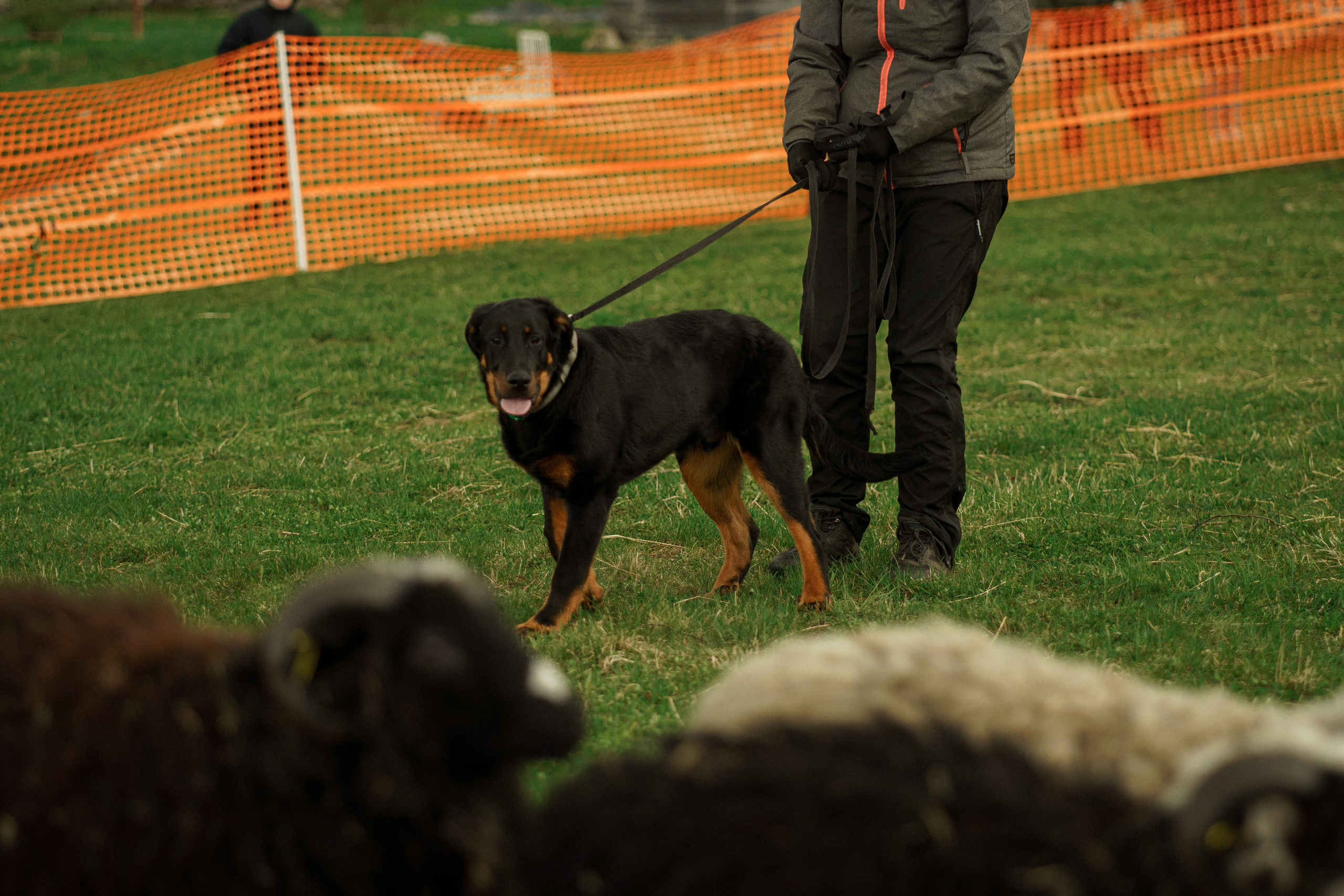 Herding Days, 26 apr. 2025. Kat Laisaar — Pet photographer in Tallinn