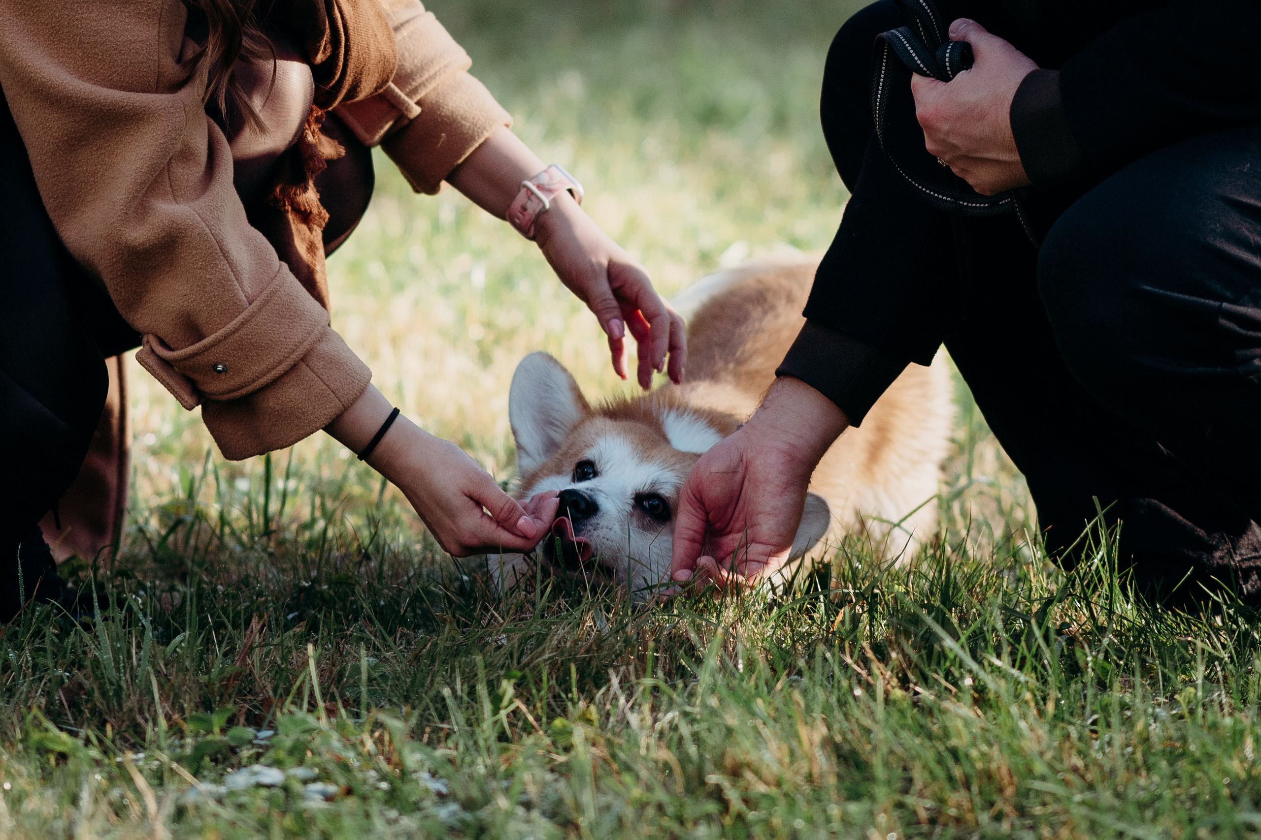 Liisa, Alexander & Marsel. Фотограф-анималист в Таллинне, Катя Лайсаар