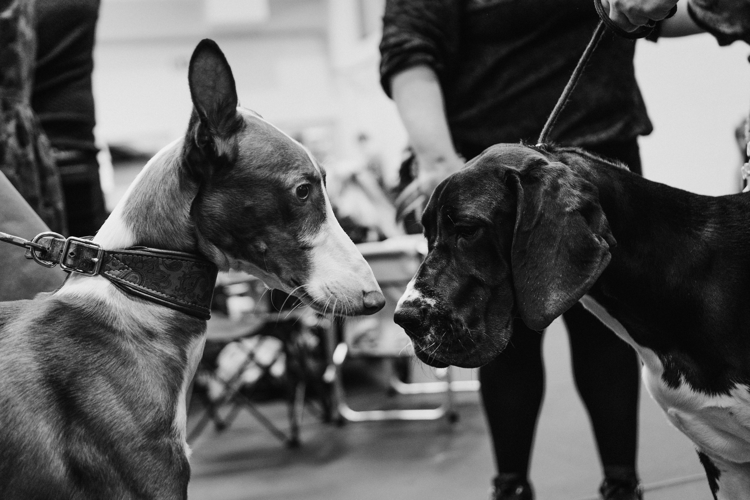 Pärnu dog weekend photo report. Kat Laisaar — Pet photographer in Tallinn