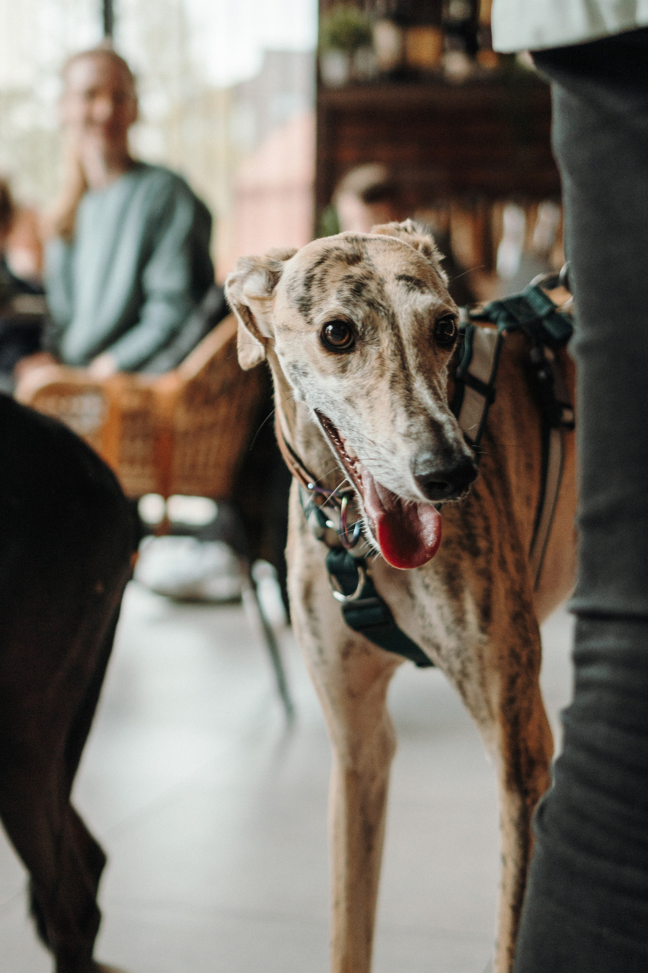 GalgoTreff / Mia Pagar 1 may, 2025. Kat Laisaar — Pet photographer in Tallinn