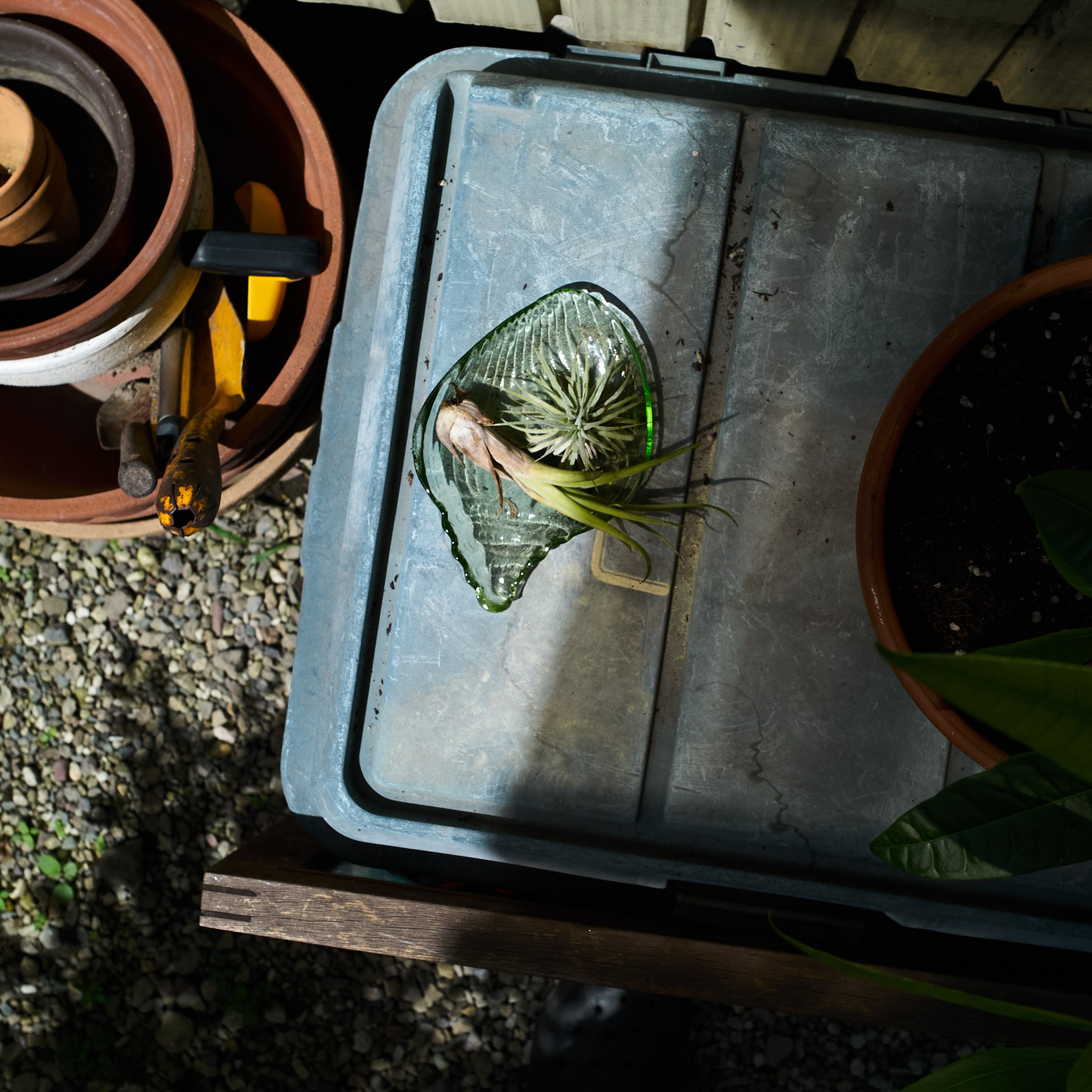 祖母とのヴァナキュラー. MT