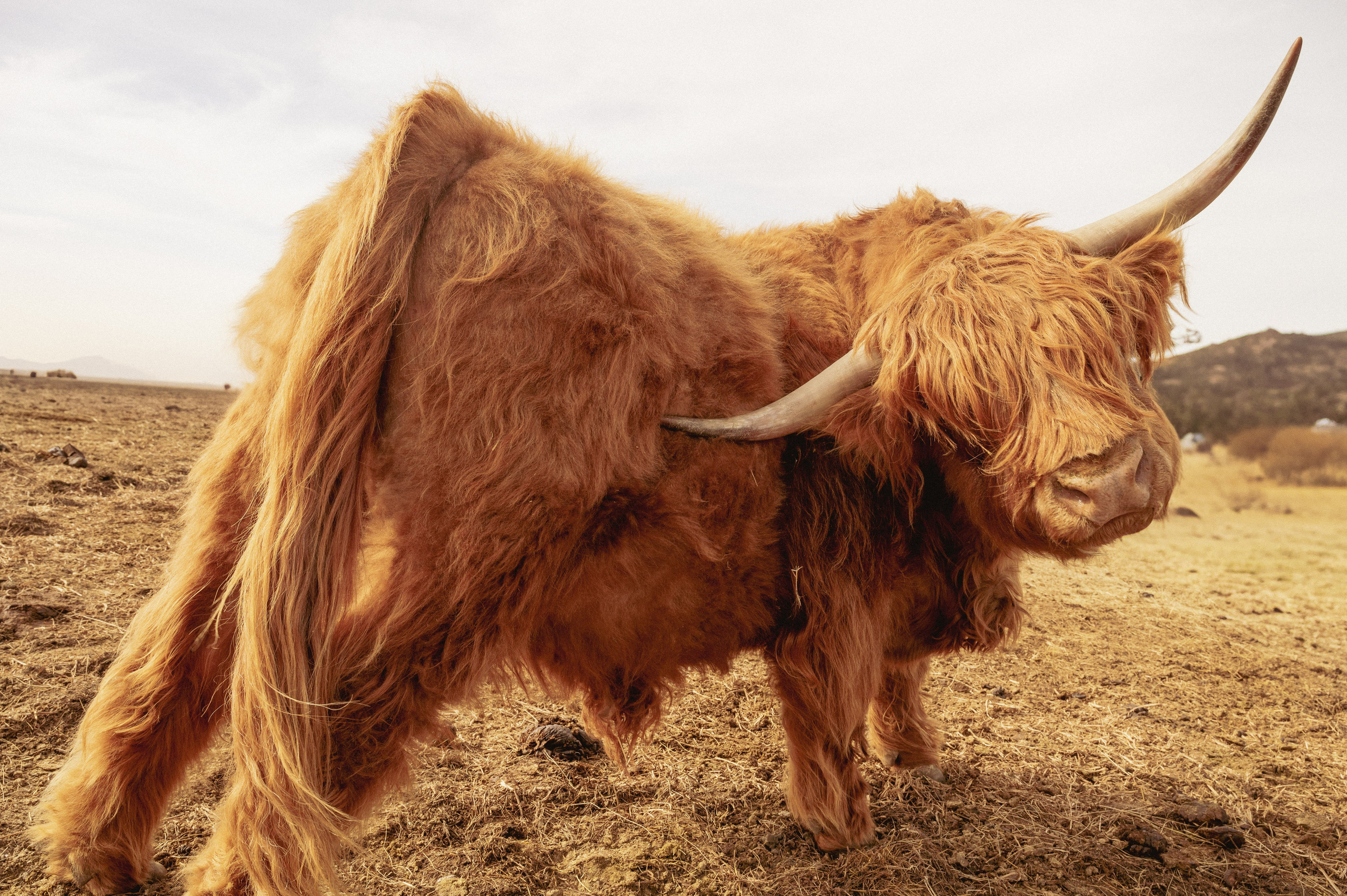 Farm animals. Victoria Lyubchenko — fine art photography in Bismarck, ND