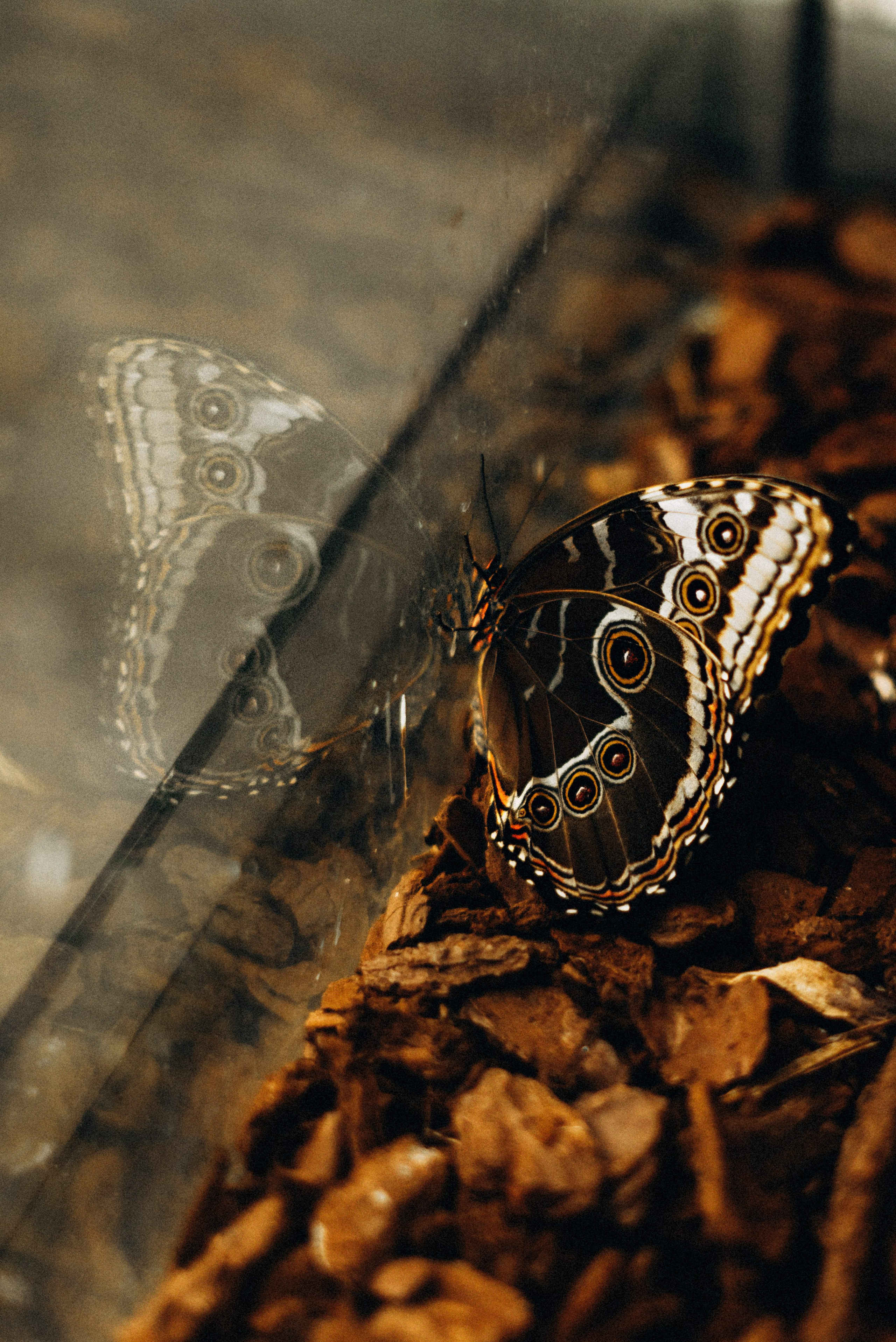 The story in the greenhouse. Семейный фотограф Лейпциг, Германия