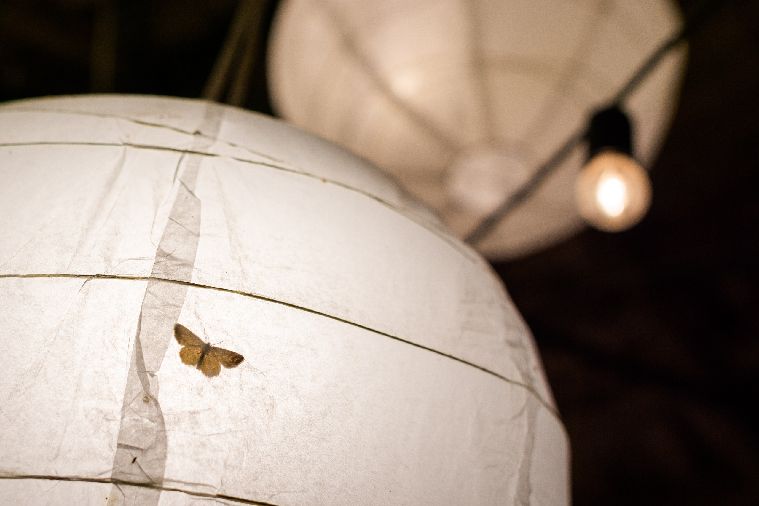 Kāzas Siltumnīcā. ROLFS VENDIŅŠ - KĀZU FOTOGRĀFS | Rīgā un visā Latvijā