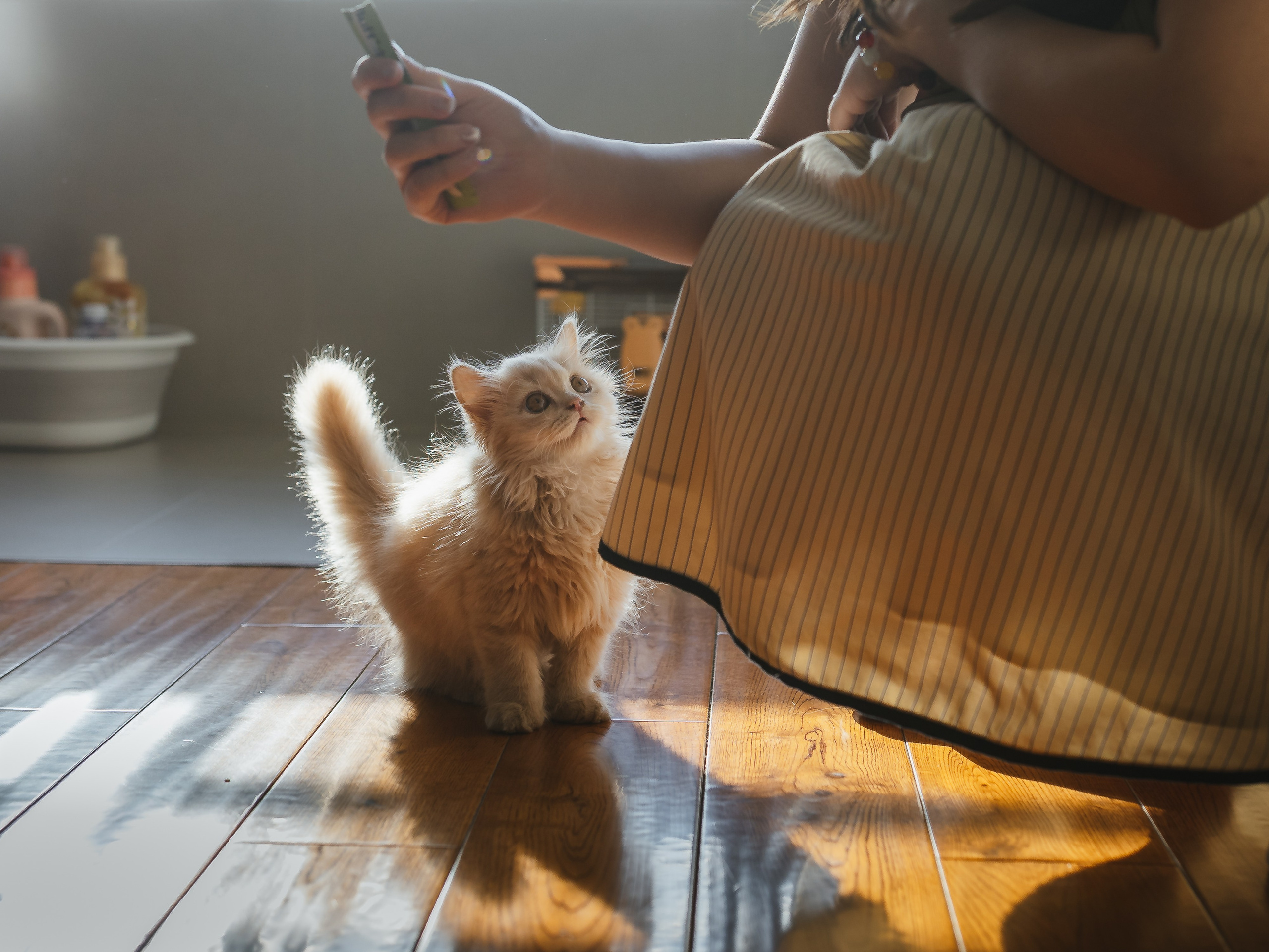 Photos of pets. Shanghai Family Photographer Dora