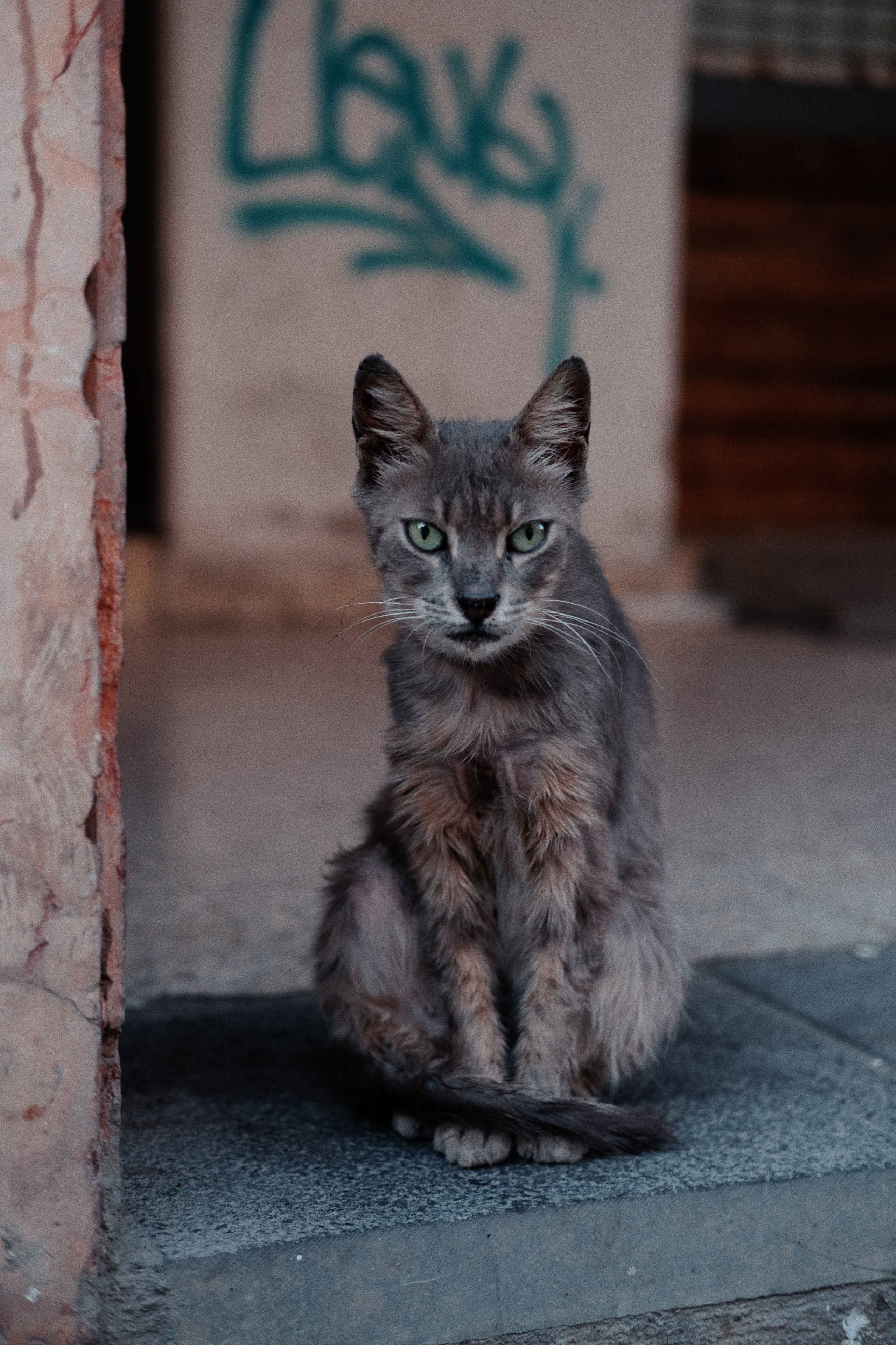Stray Cat 🐈‍⬛  in Limassol City | Stray StreetC Cat | Cyprus 🇨🇾 