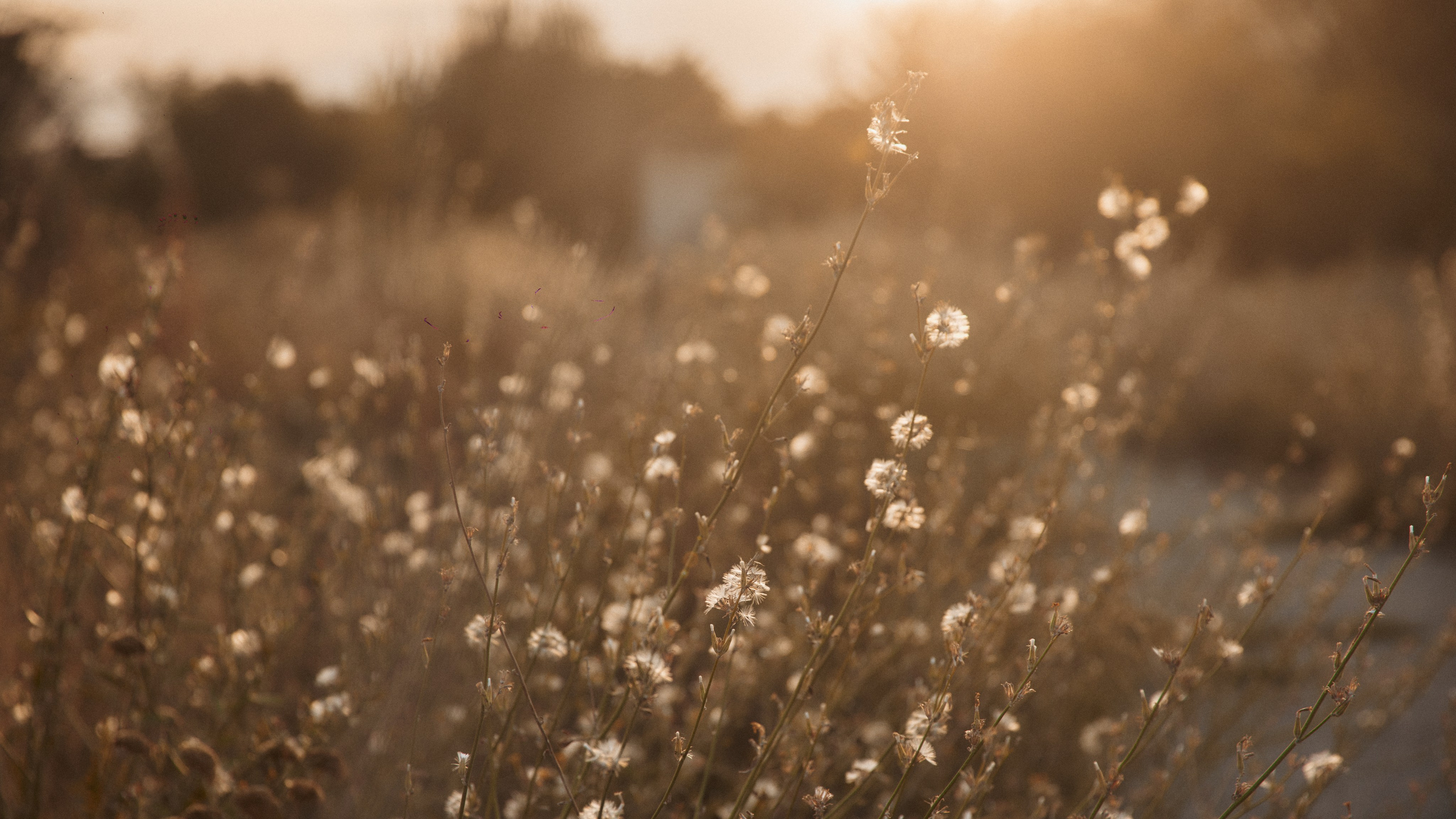 Лера и Максим. Валерия Вартанова. Фотограф