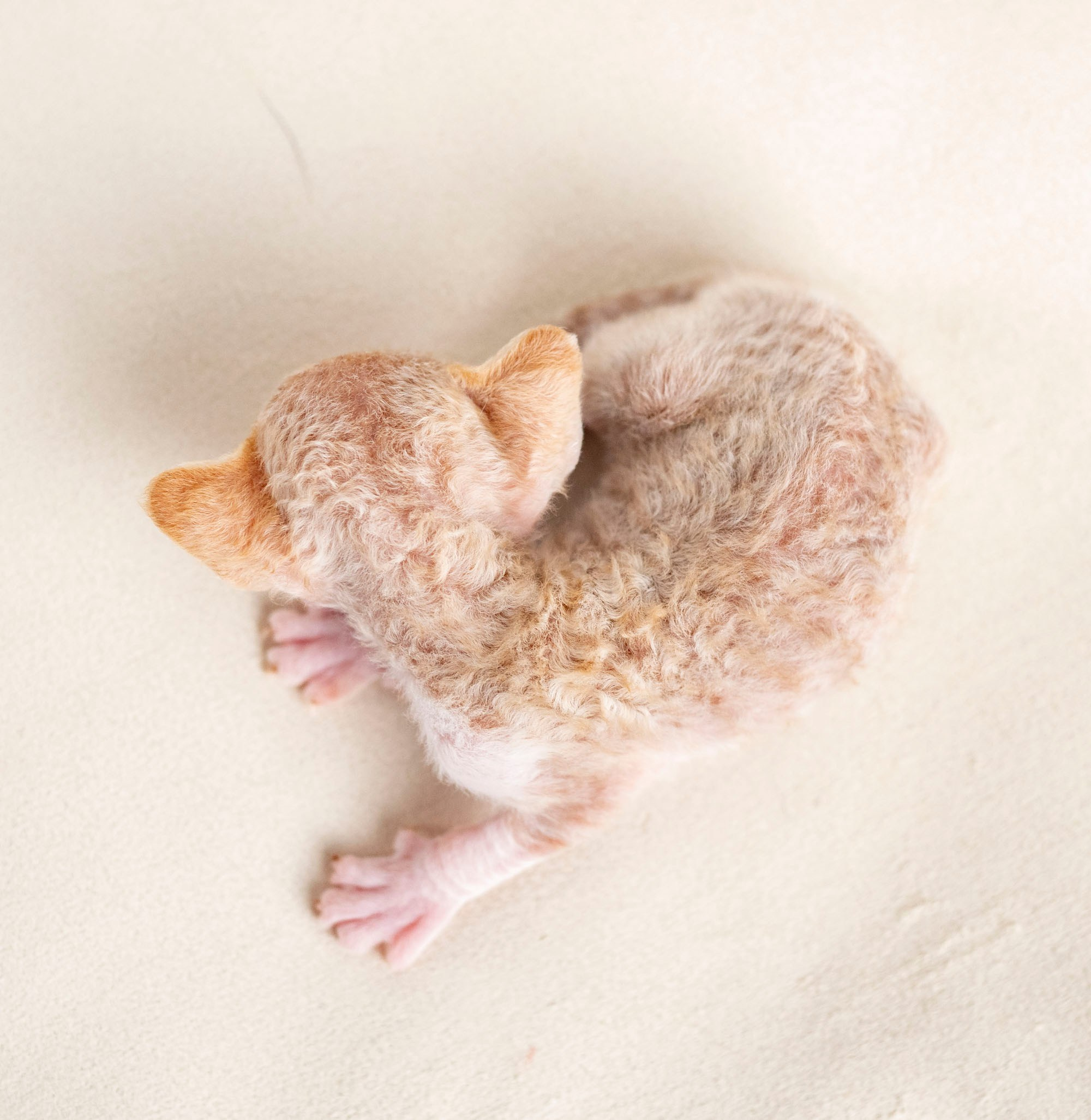 Kittens 11.23.23. Devon Rex Pixie Cattery