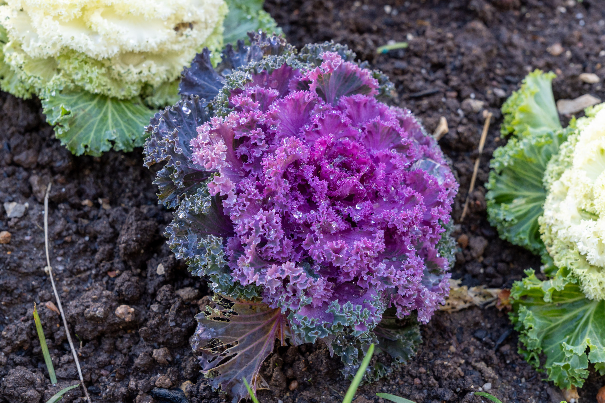 Lisabona 2025. Fotografiideplacere.net