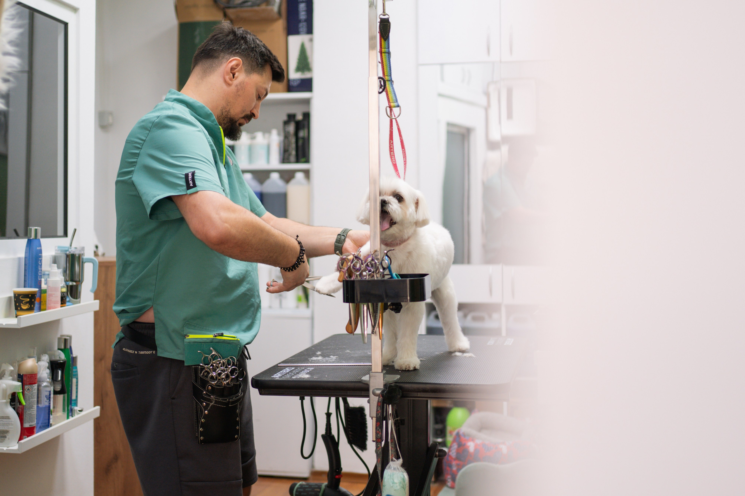 PetGroom Timisoara. Cozac Cristian Photographer