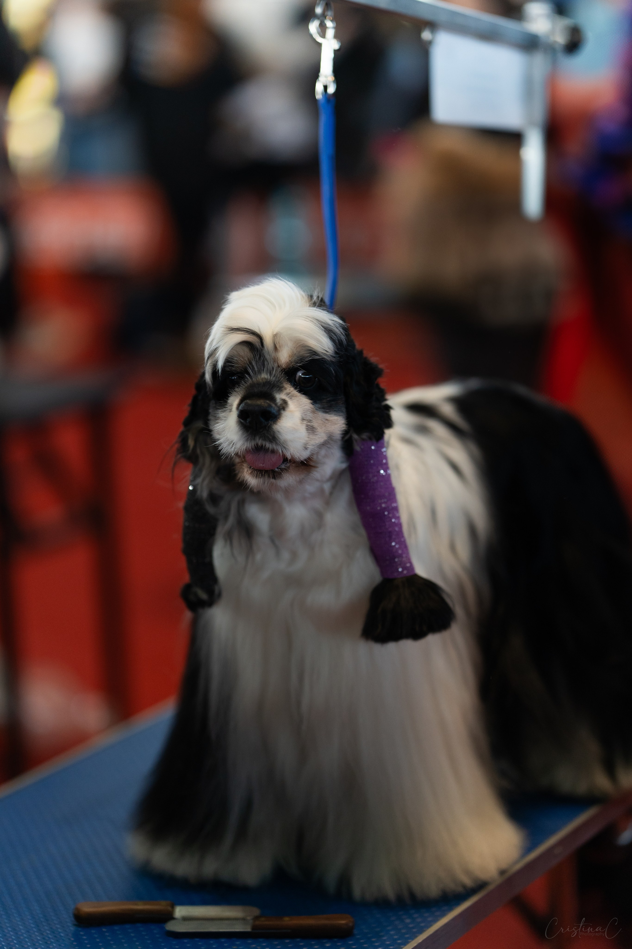 Pet Expo 2025. Bycristinaciobanu
