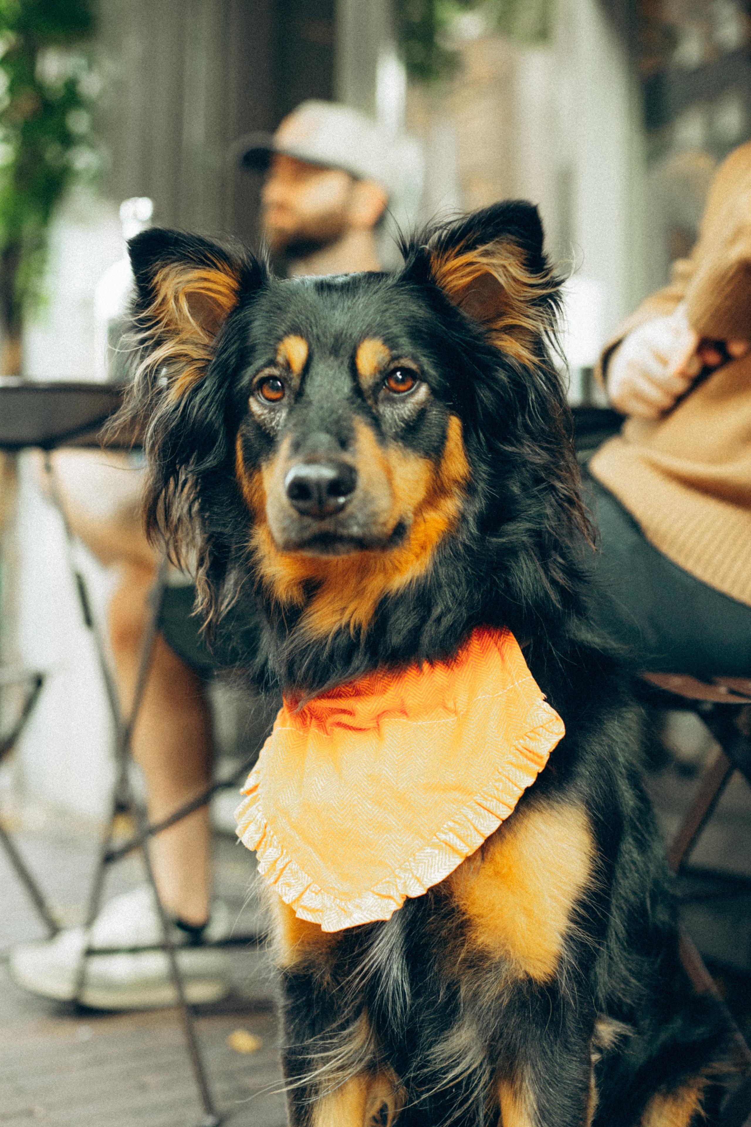 Amsterdogge. Amsterdam Photographer, Families, Couples & Expats — Diana Andoni
