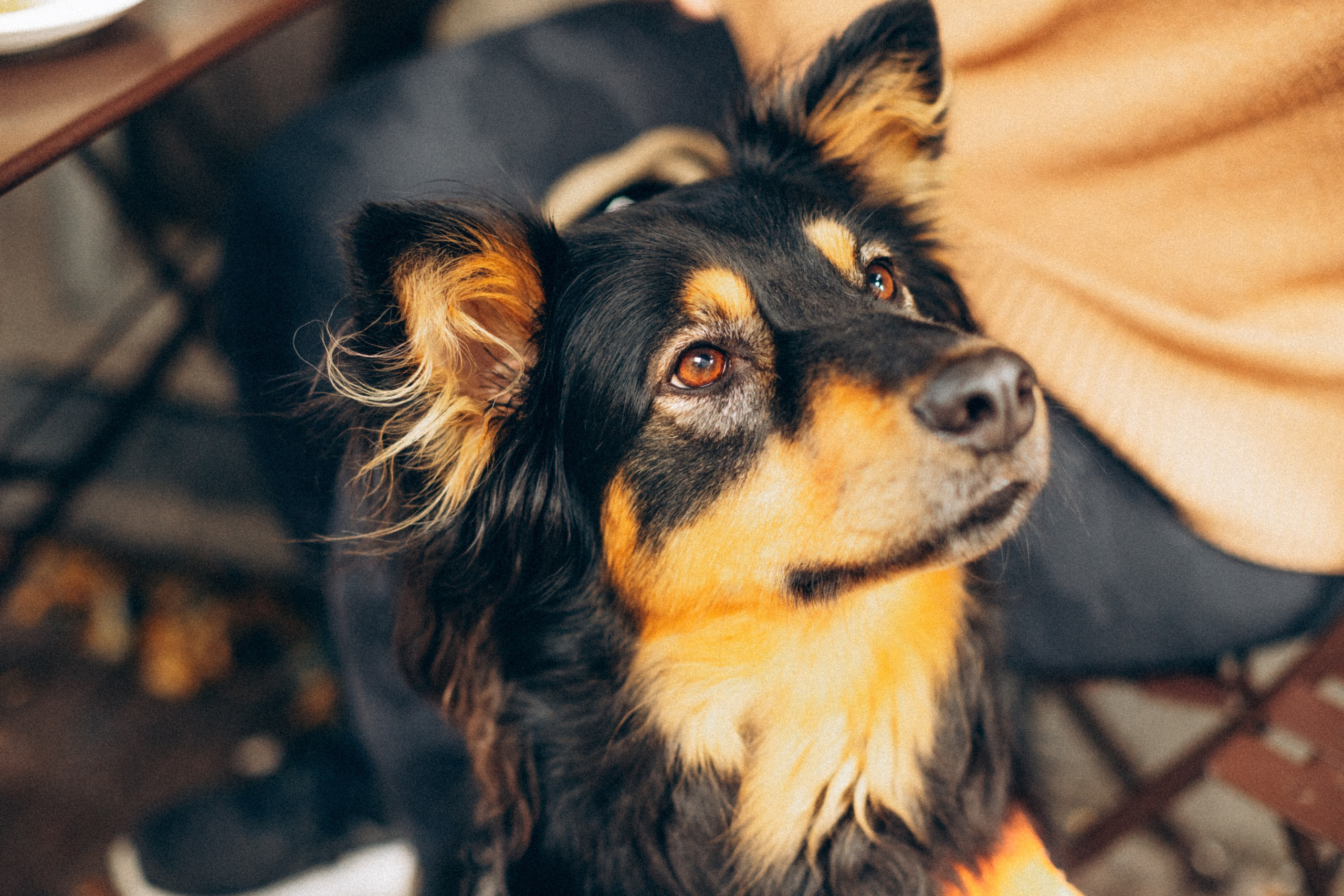 Amsterdogge. Amsterdam Photographer, Families, Couples & Expats — Diana Andoni