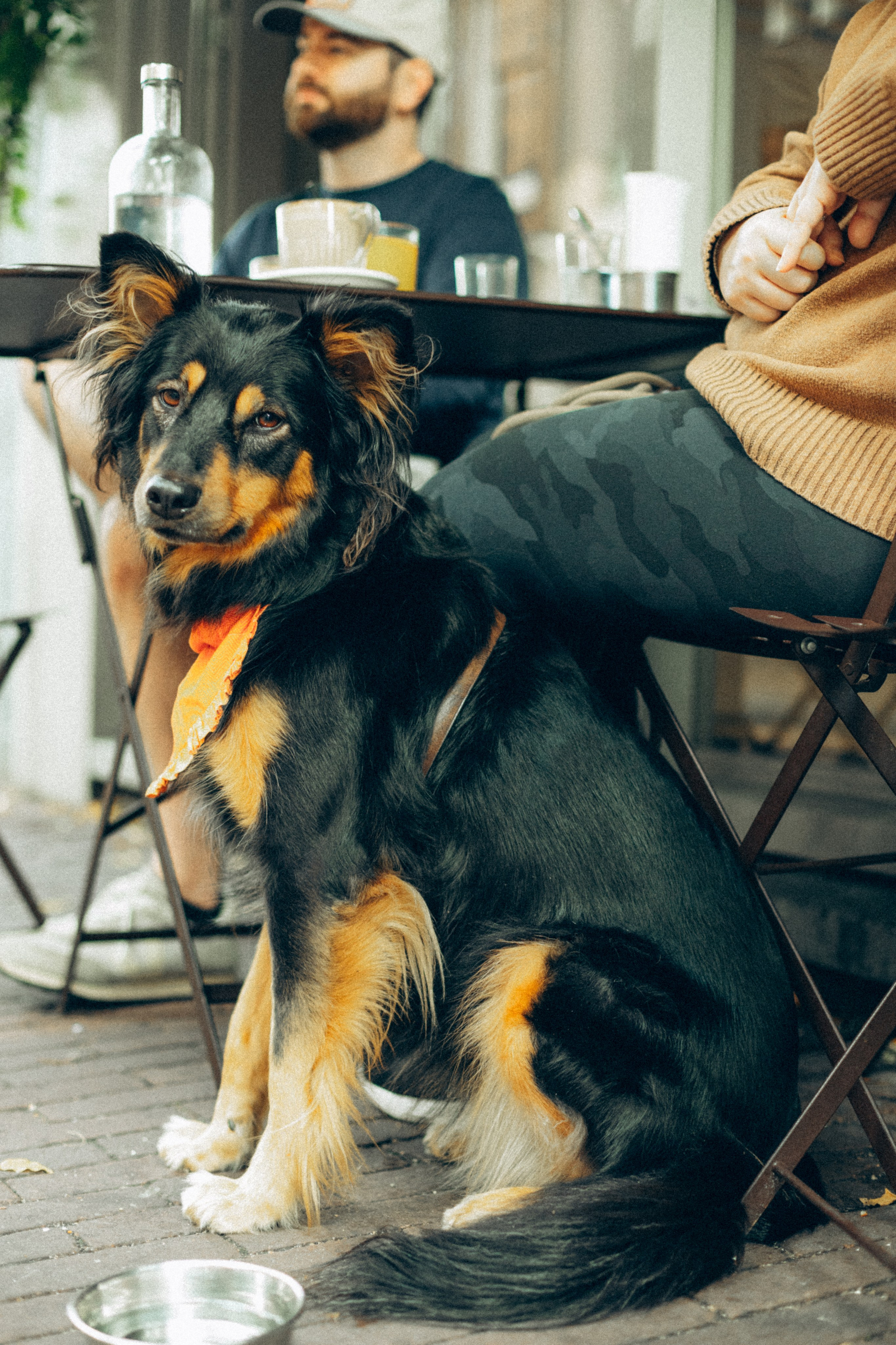 Amsterdogge. Amsterdam Photographer, Families, Couples & Expats — Diana Andoni