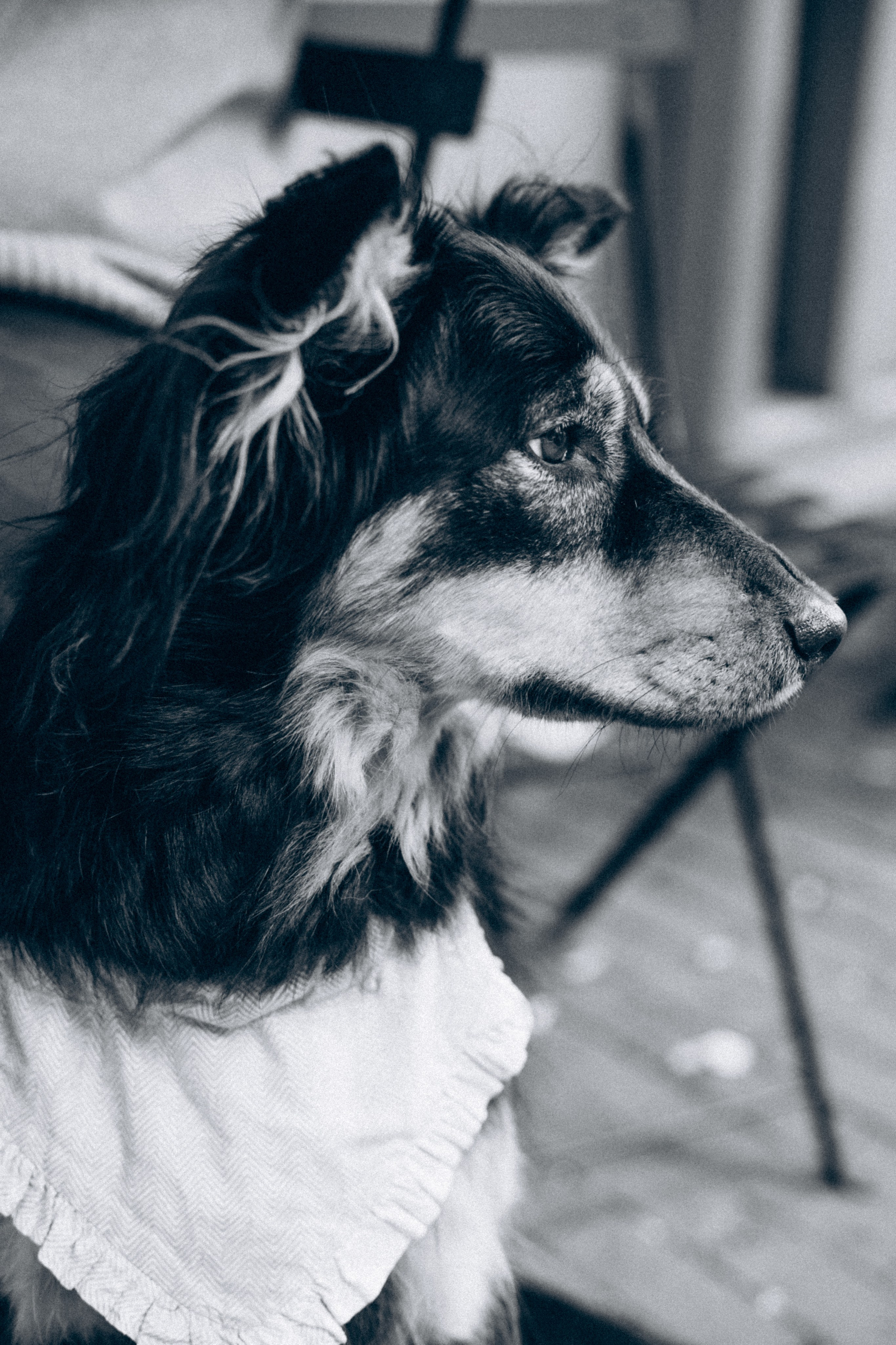 Amsterdogge. Amsterdam Photographer, Families, Couples & Expats — Diana Andoni