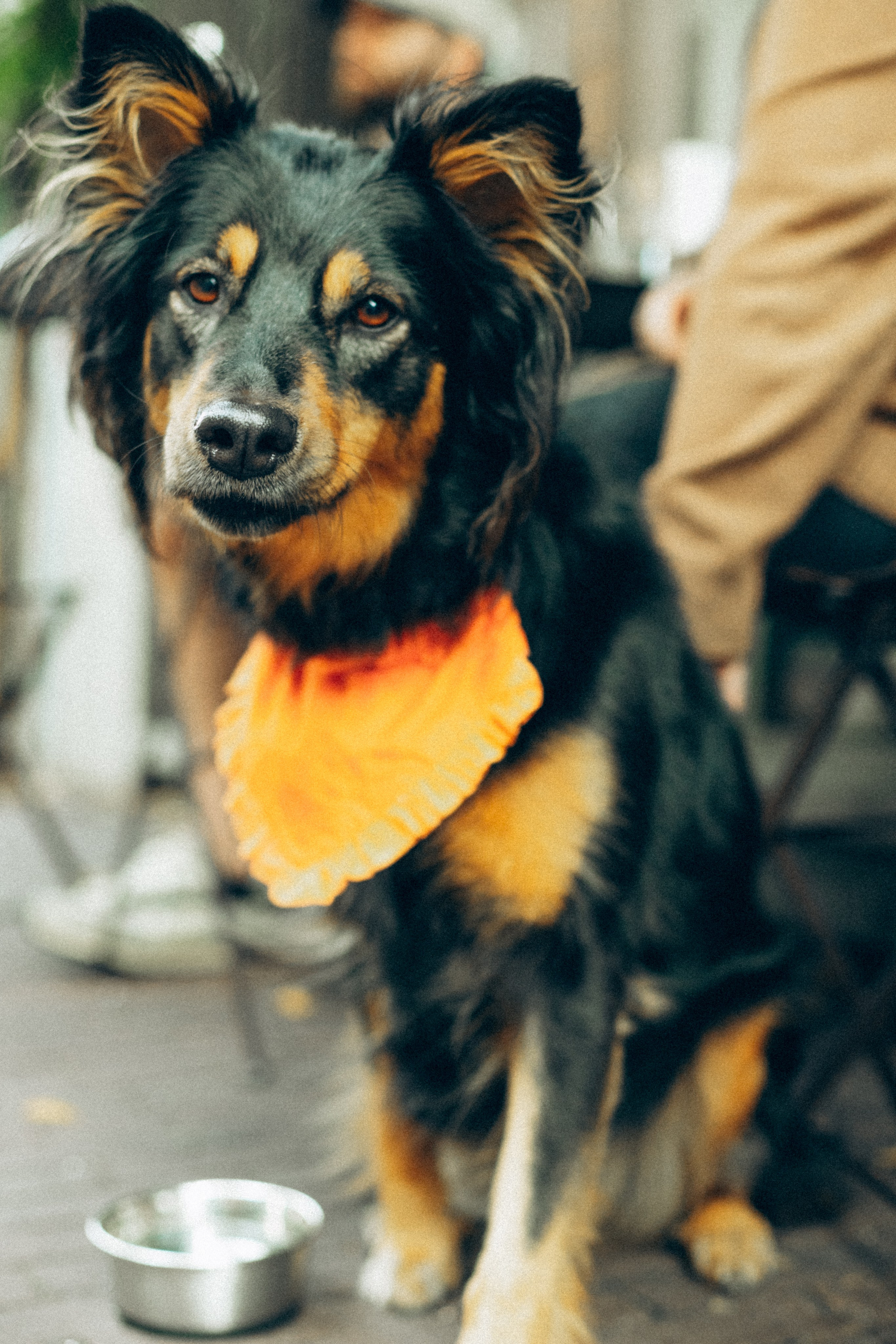 Amsterdogge. Amsterdam Photographer, Families, Couples & Expats — Diana Andoni