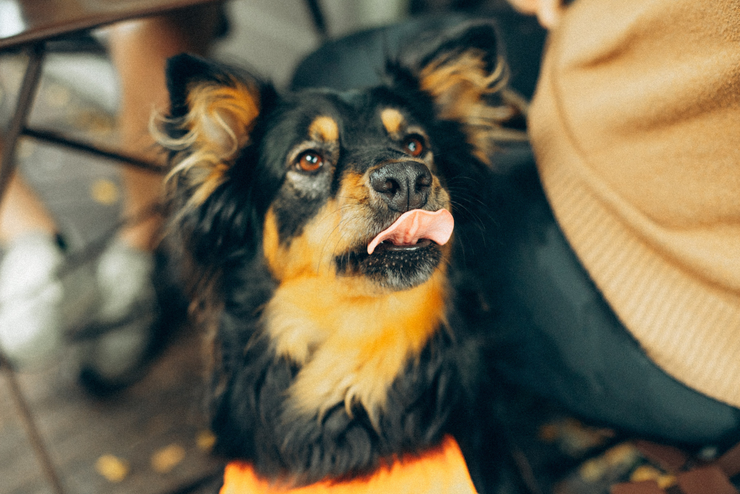 Amsterdogge. Amsterdam Photographer, Families, Couples & Expats — Diana Andoni
