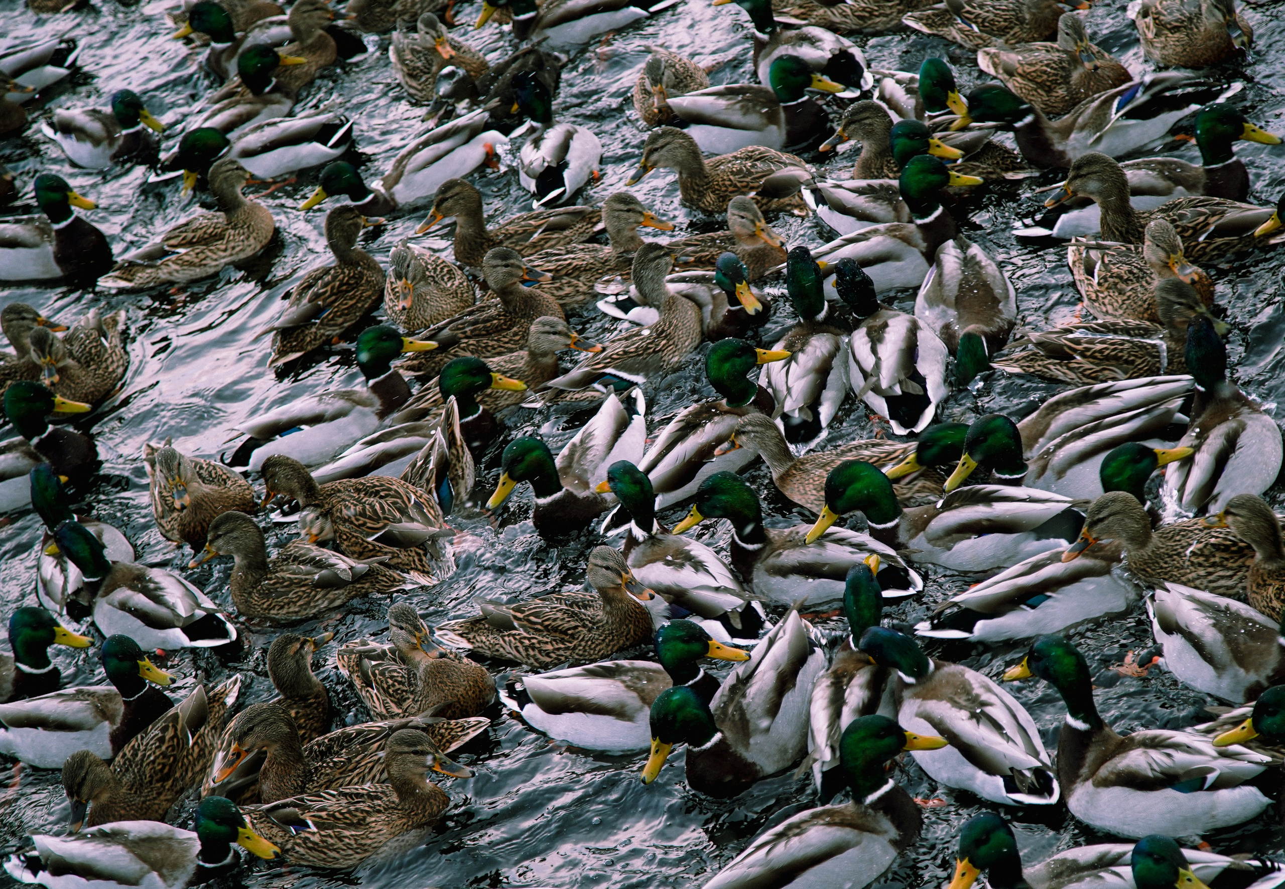 Пернатый психоз. Стрит-фотография, полная абсурда, идиотизма и красоты