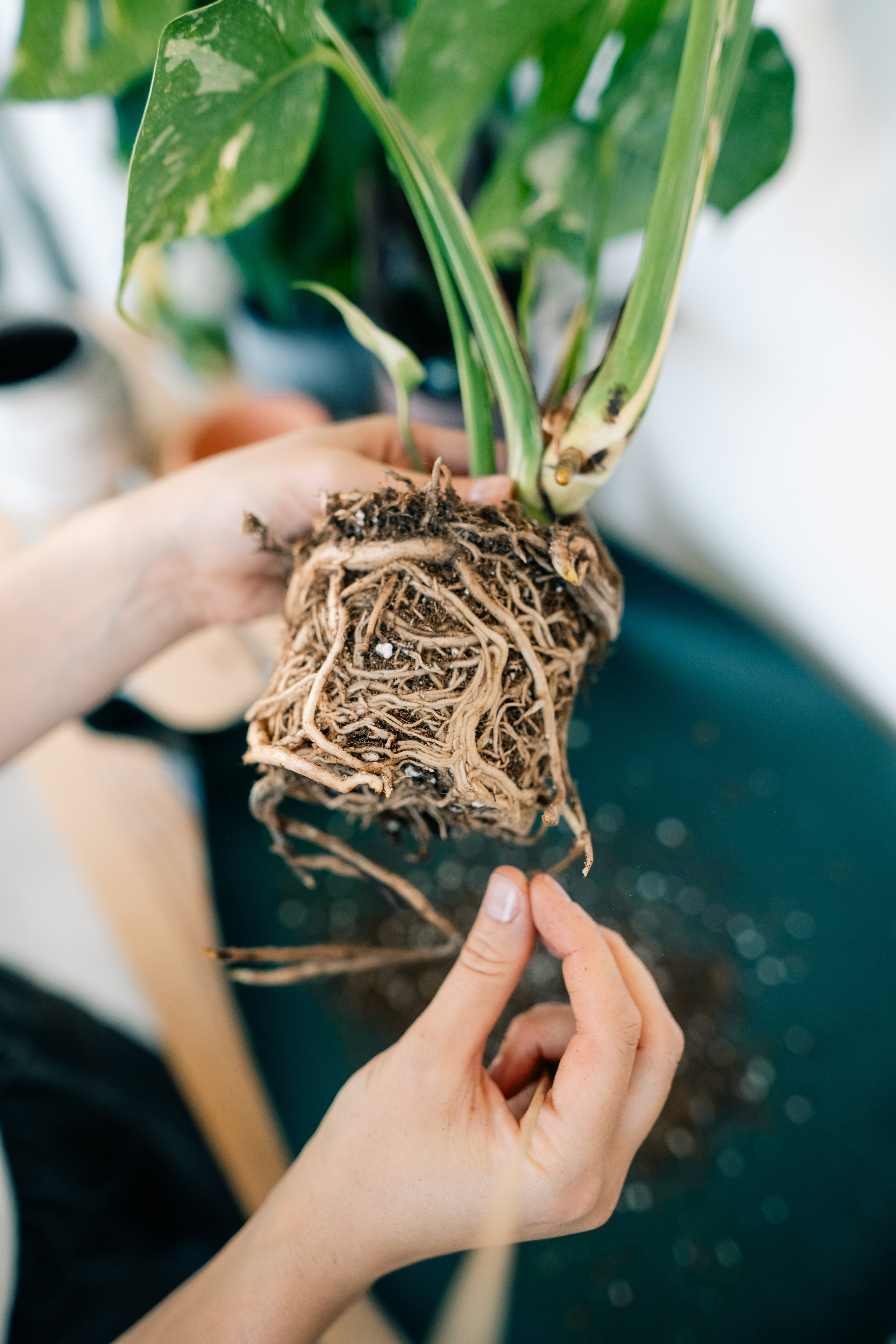 No Drama Plants. Maria Sher. Fotógrafa profissional do Porto, Portugal