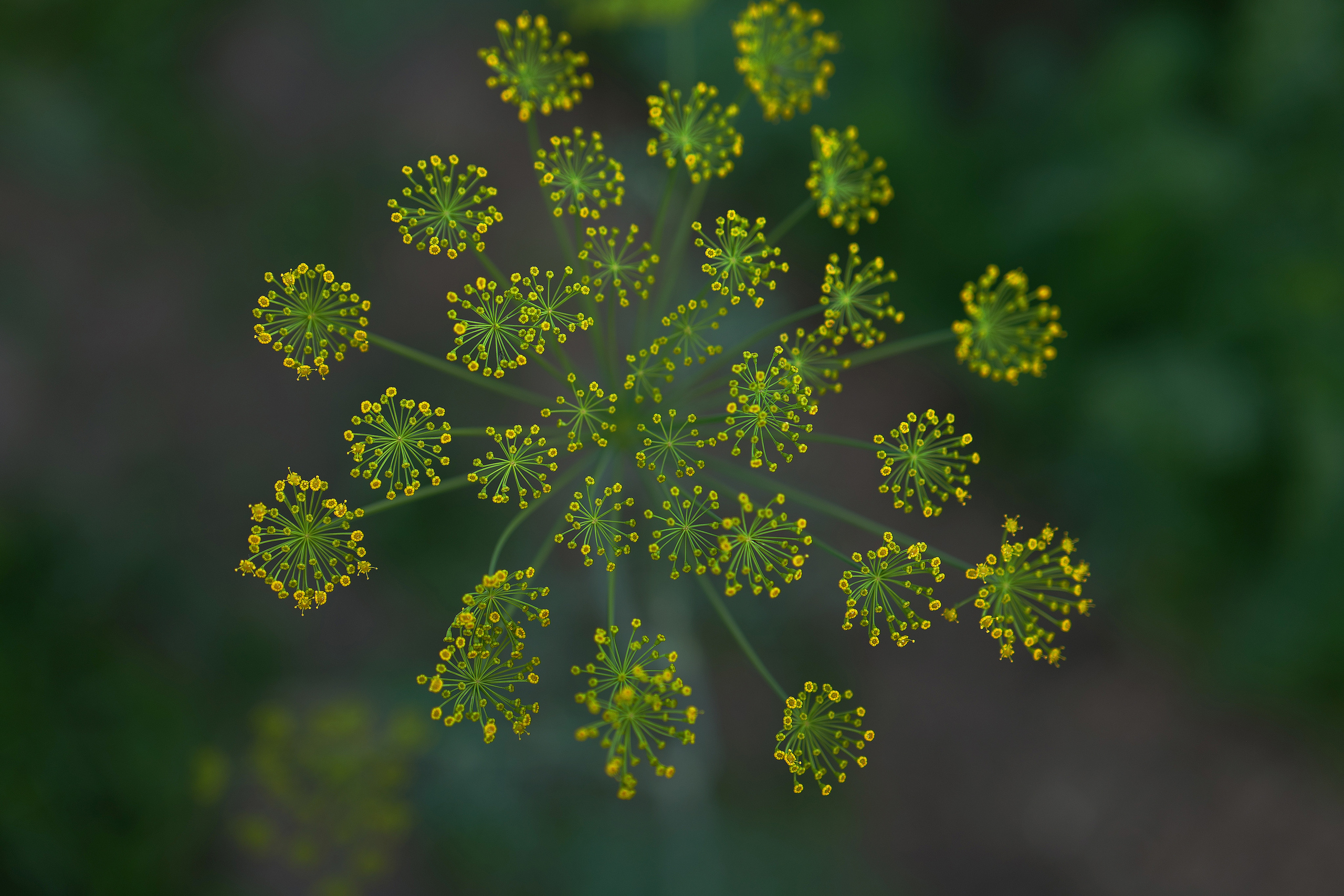 La Nature et architecture. Portrais créatifs de familles et individuels, Ile et Vilaine, France