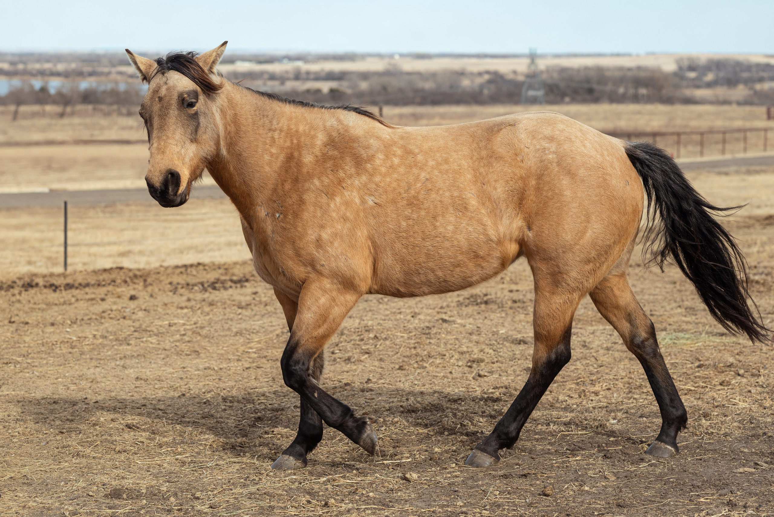 Farm animals. Victoria Lyubchenko — fine art photography in Bismarck, ND