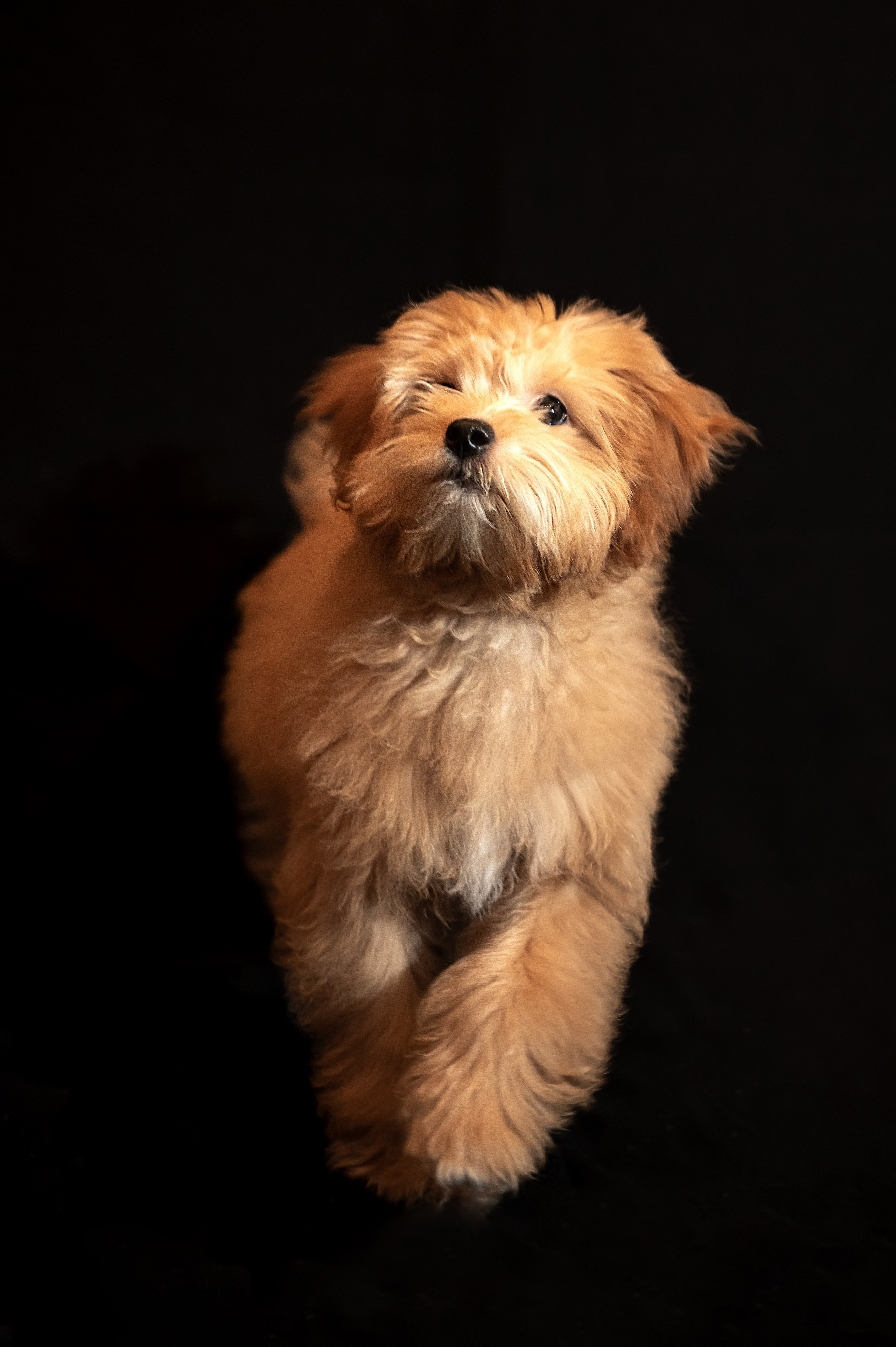 Мики. Главная