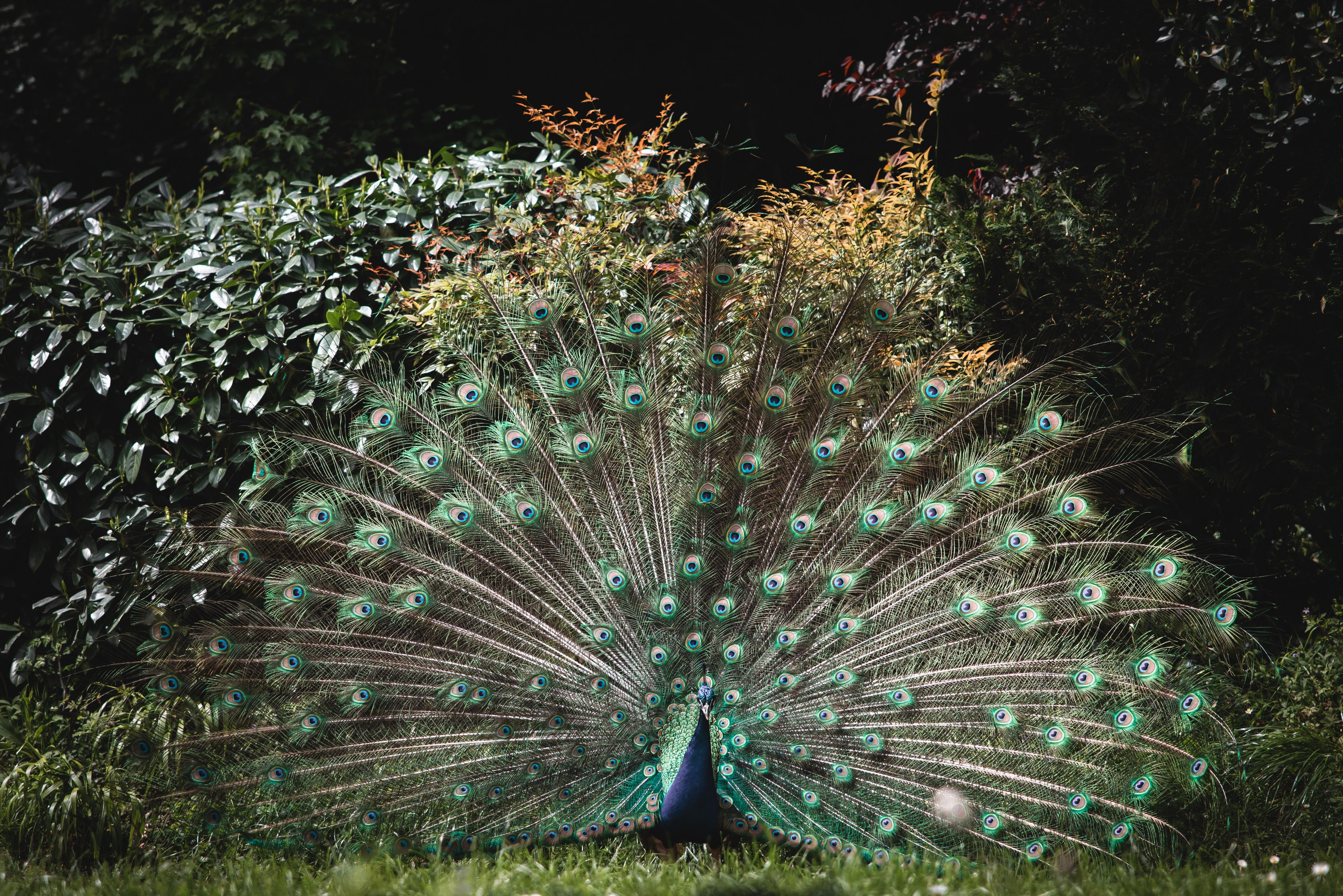 Tuscany Wedding Villa La Commenda Concordia. Professional wedding photographer in Copenhagen, Denmark — Julia Byron