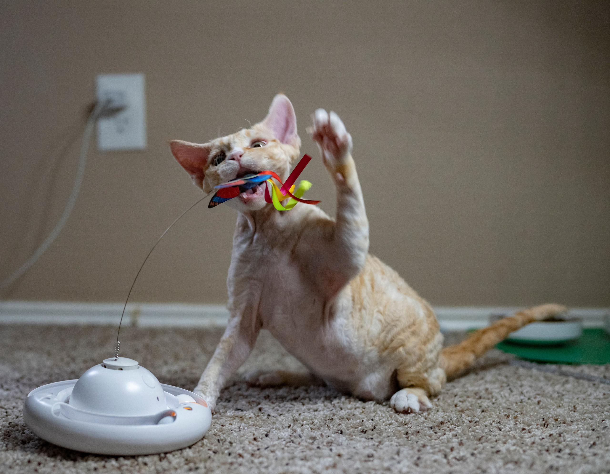 Choux. Devon Rex Pixie Cattery