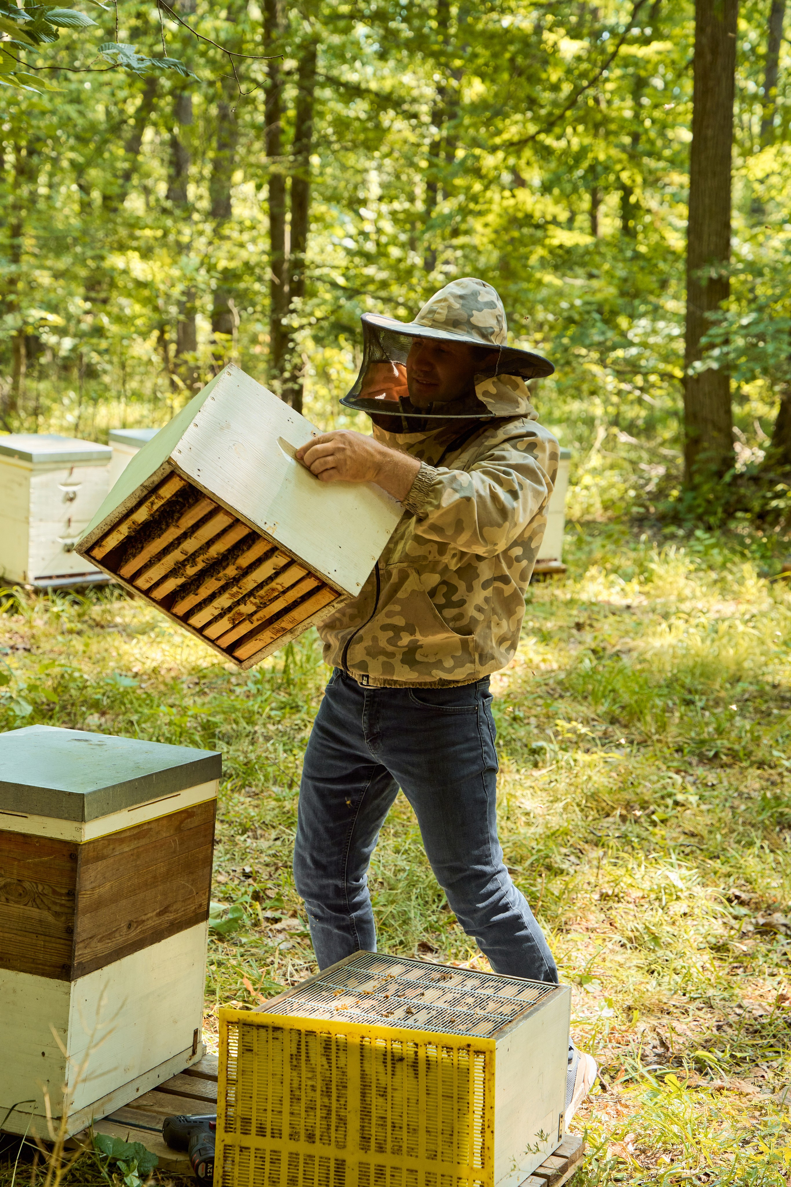 Apifera. Привет