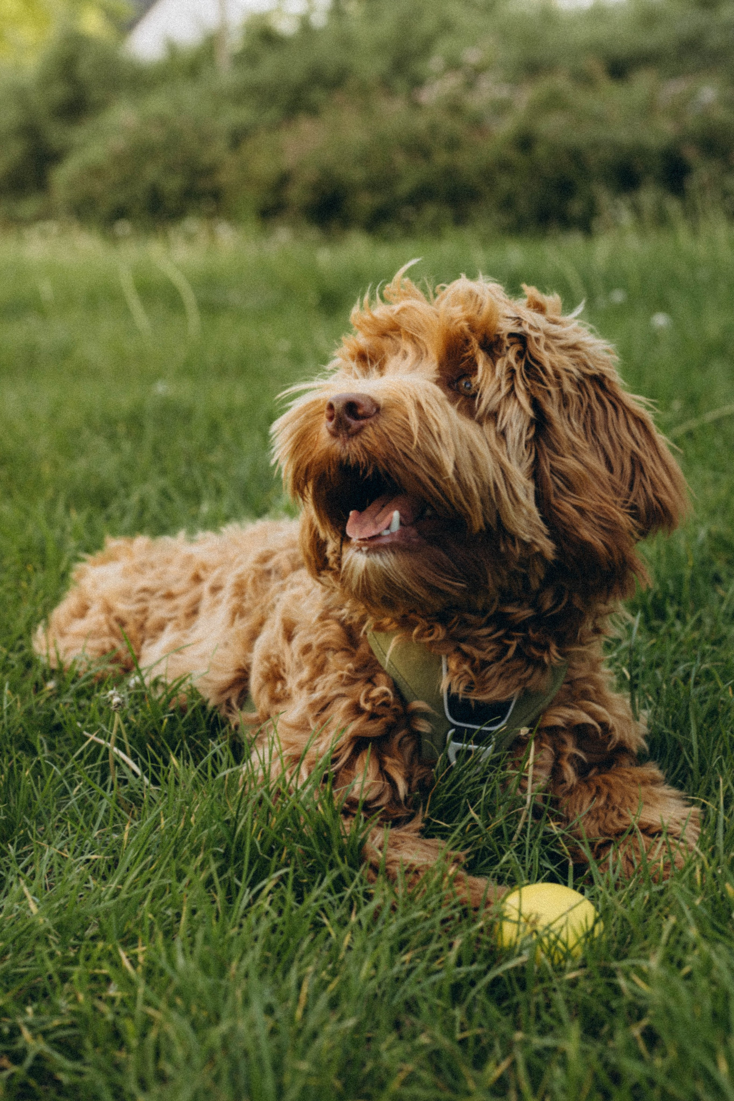 Tiere. Fotograf Düsseldorf, Köln, NRW - Kristina Braudo