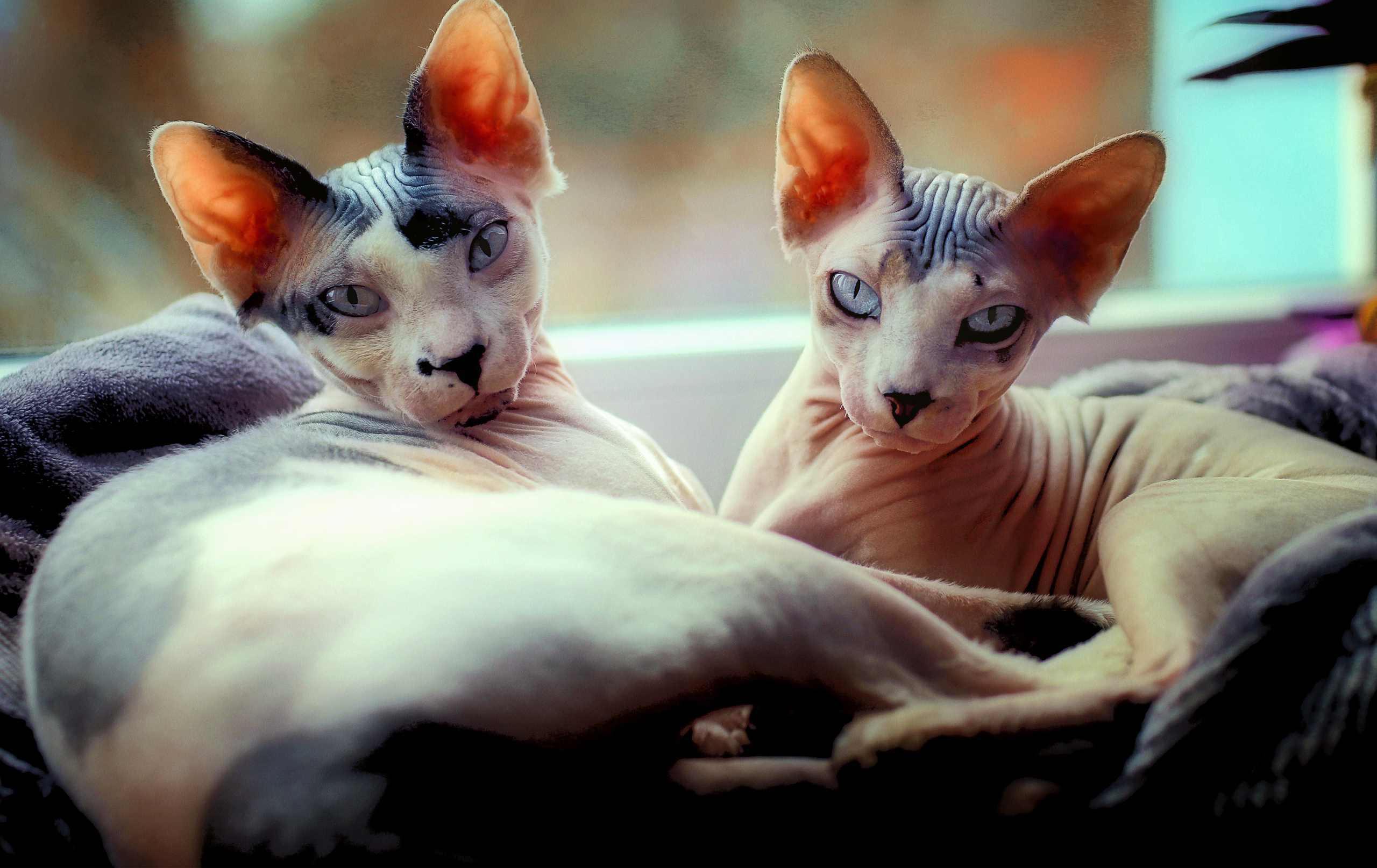 35 AWARDS КОШКИ CATS. LUKIN IGOR Photography