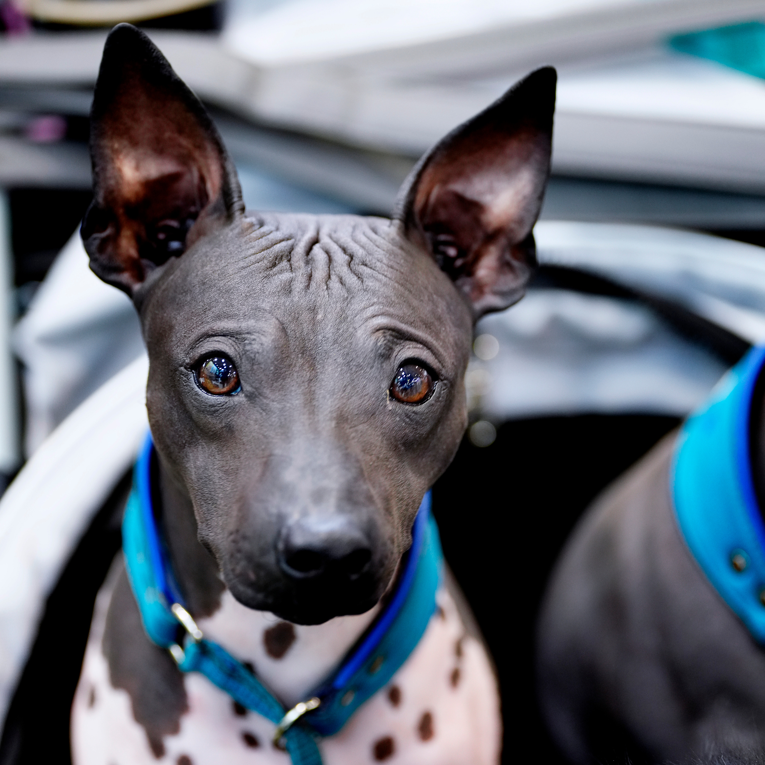 Hunde. LUKIN IGOR Photography