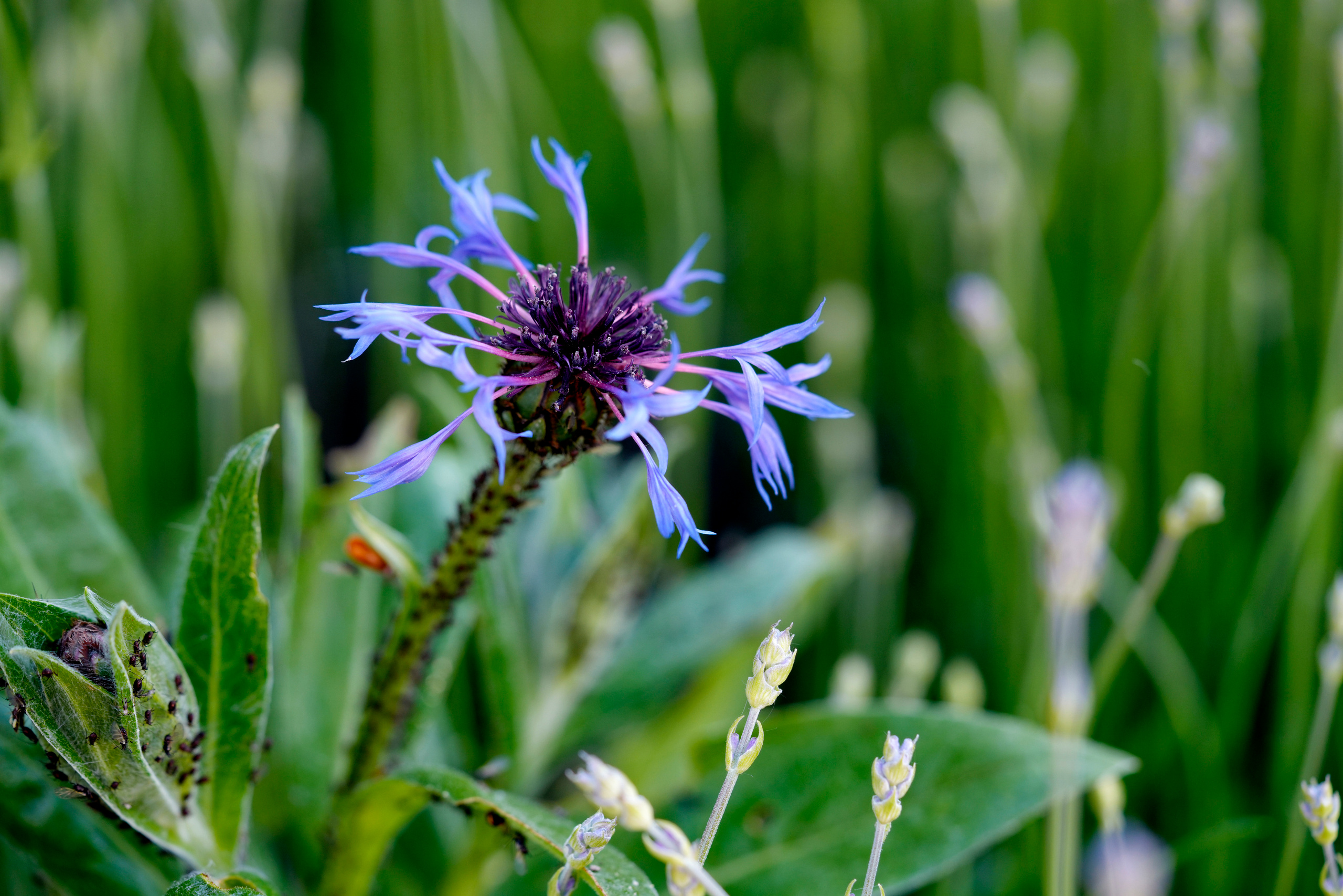 Blumen. LUKIN IGOR Photography