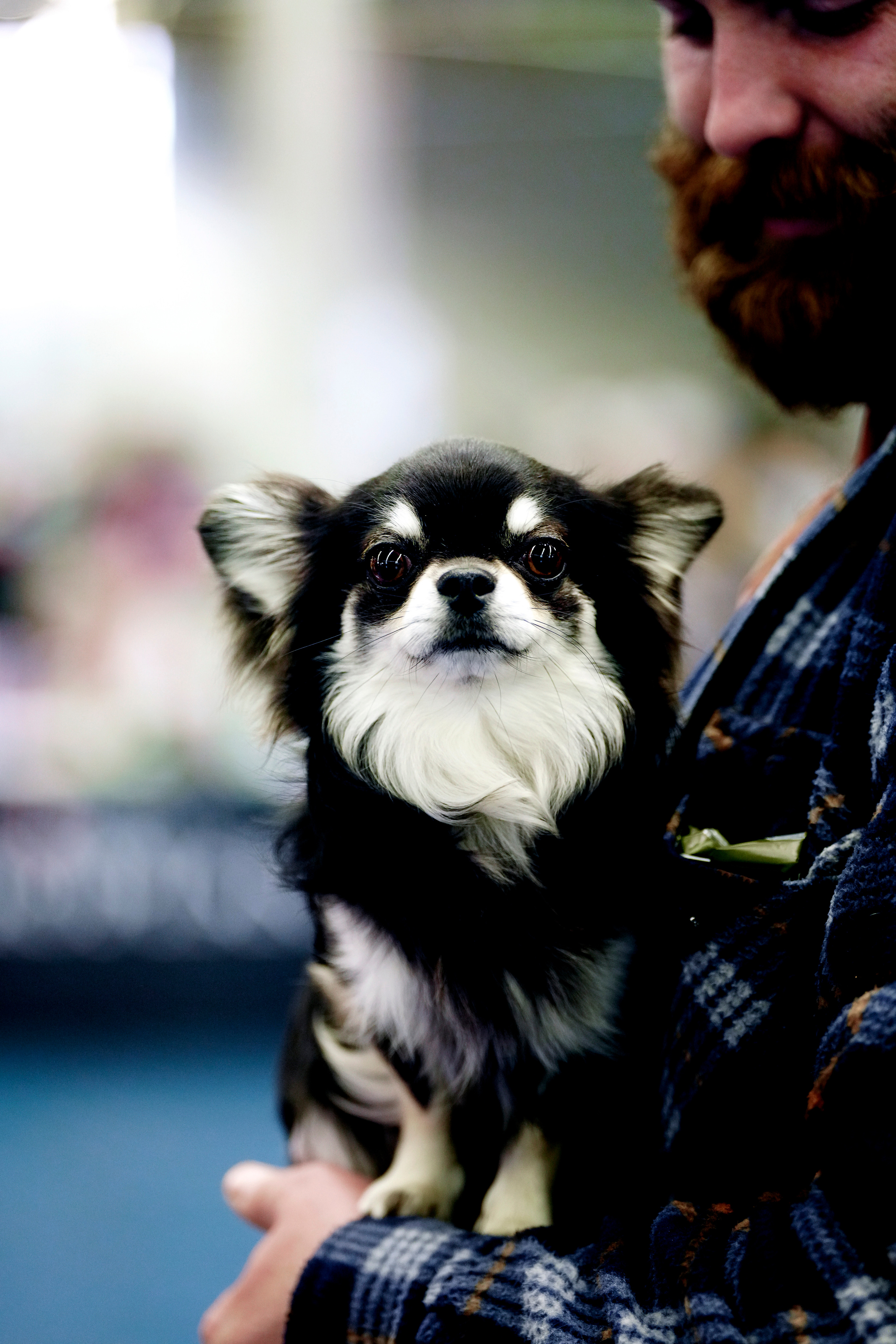 Hunde. LUKIN IGOR Photography