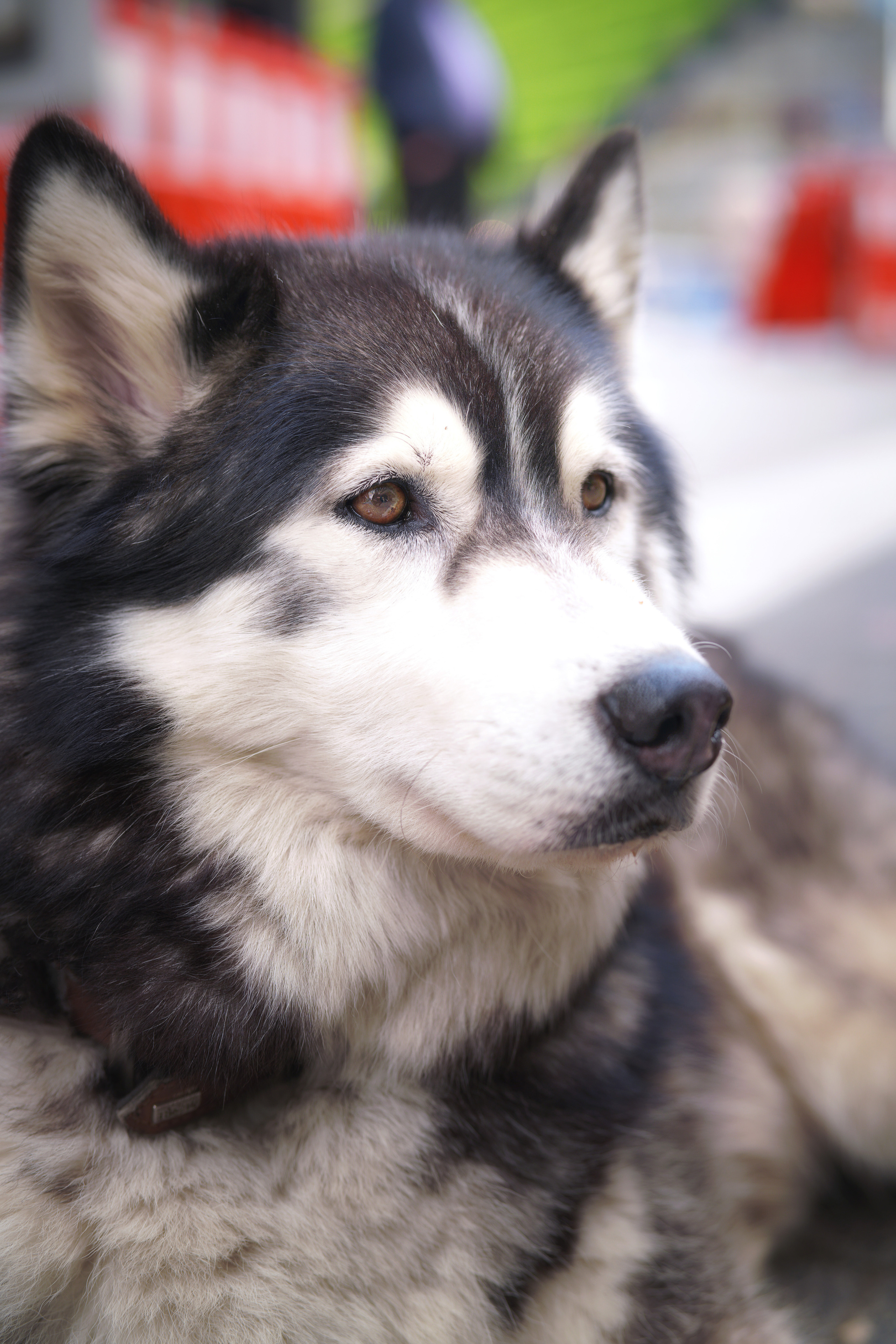 Hunde. LUKIN IGOR Photography