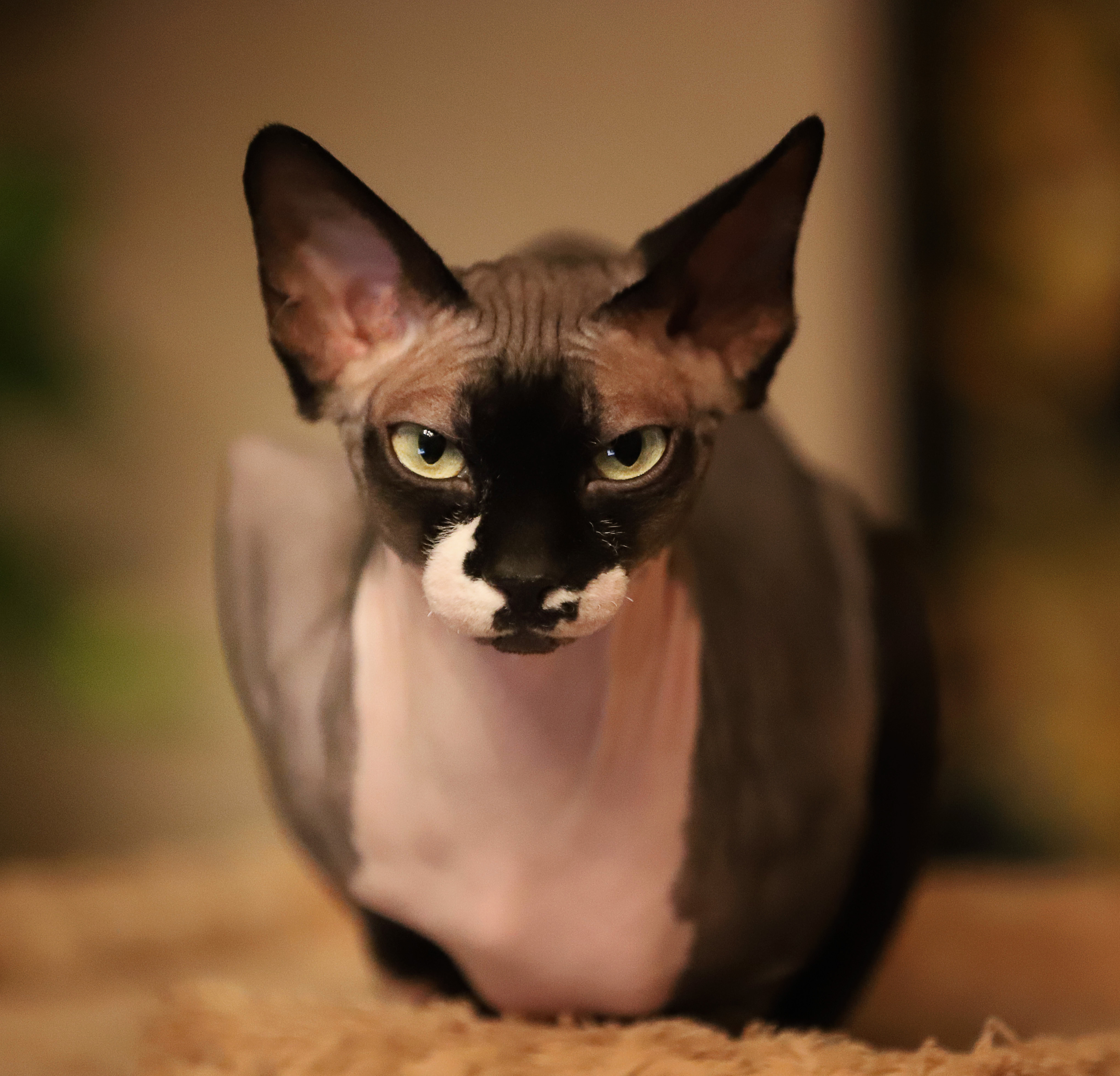 35 AWARDS КОШКИ CATS. LUKIN IGOR Photography