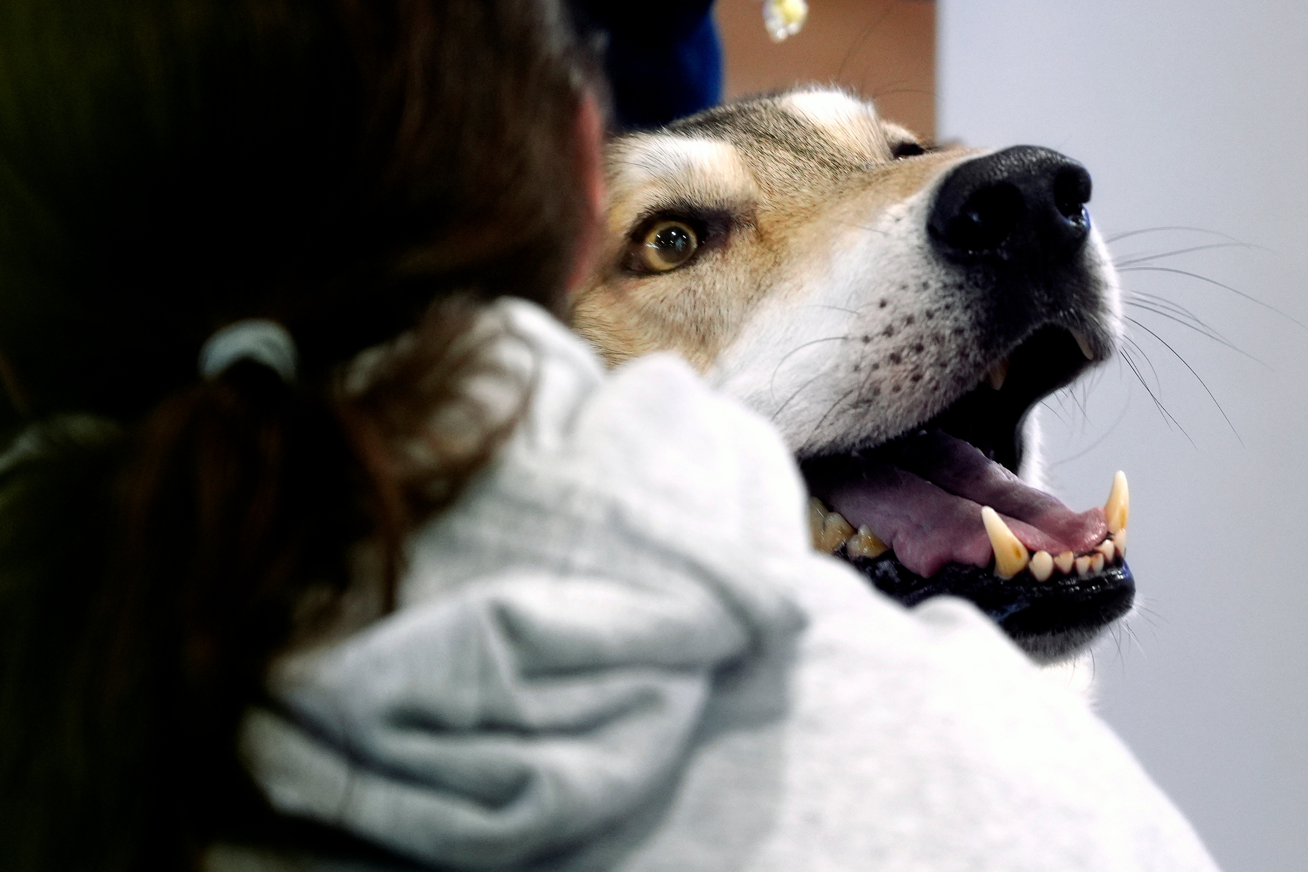 Hunde. LUKIN IGOR Photography