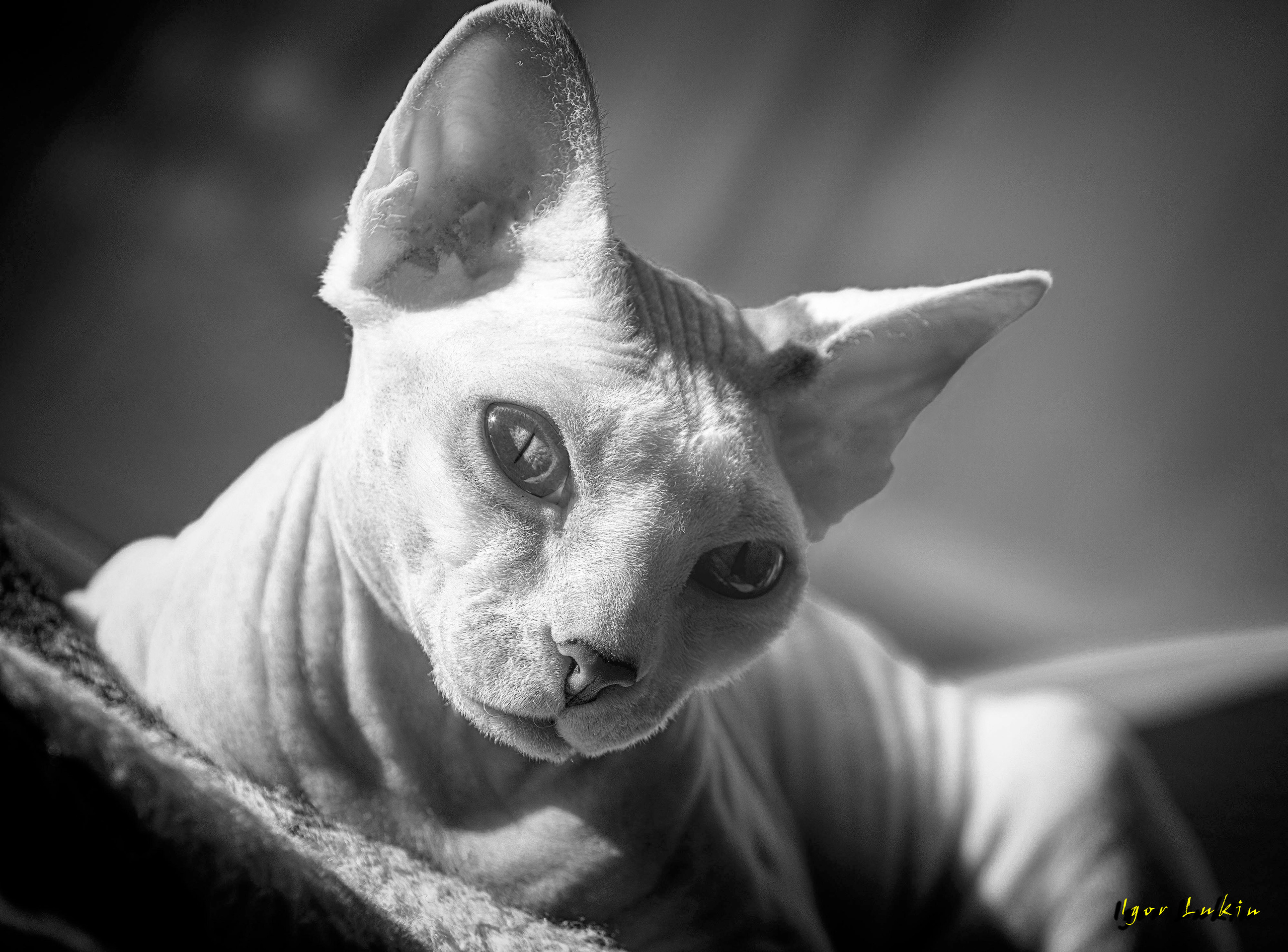 35 AWARDS КОШКИ CATS. LUKIN IGOR Photography