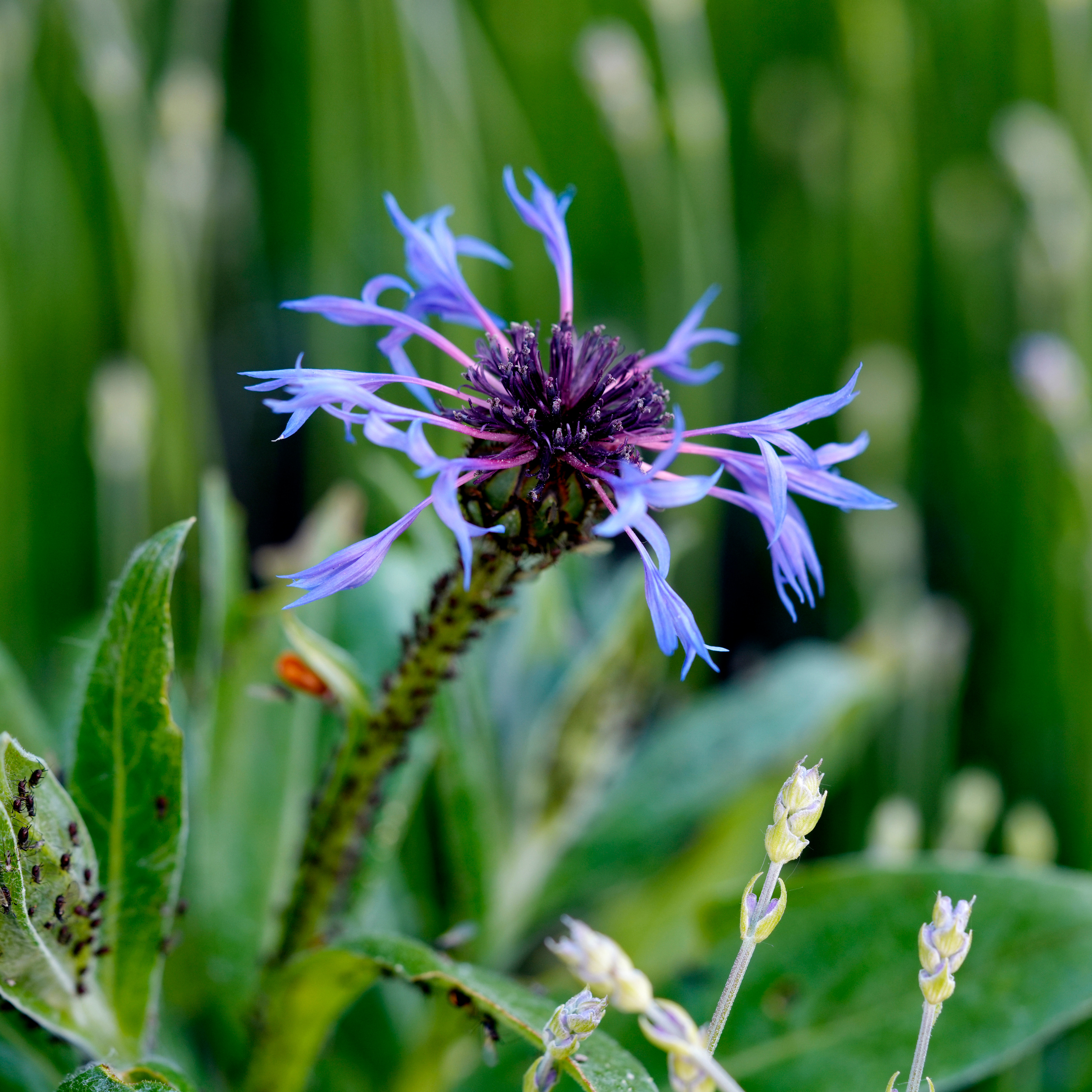Blumen. LUKIN IGOR Photography