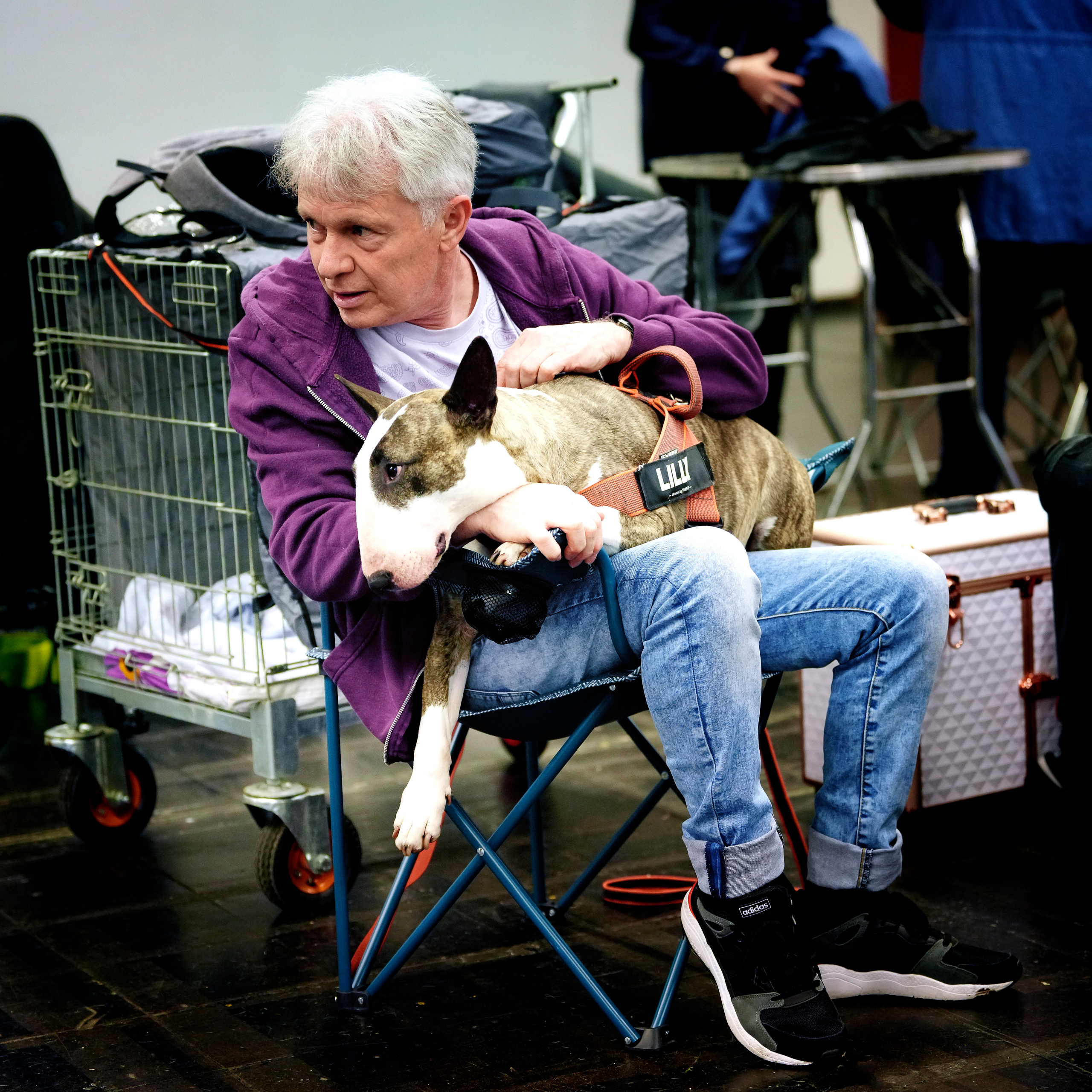 Hunde. LUKIN IGOR Photography