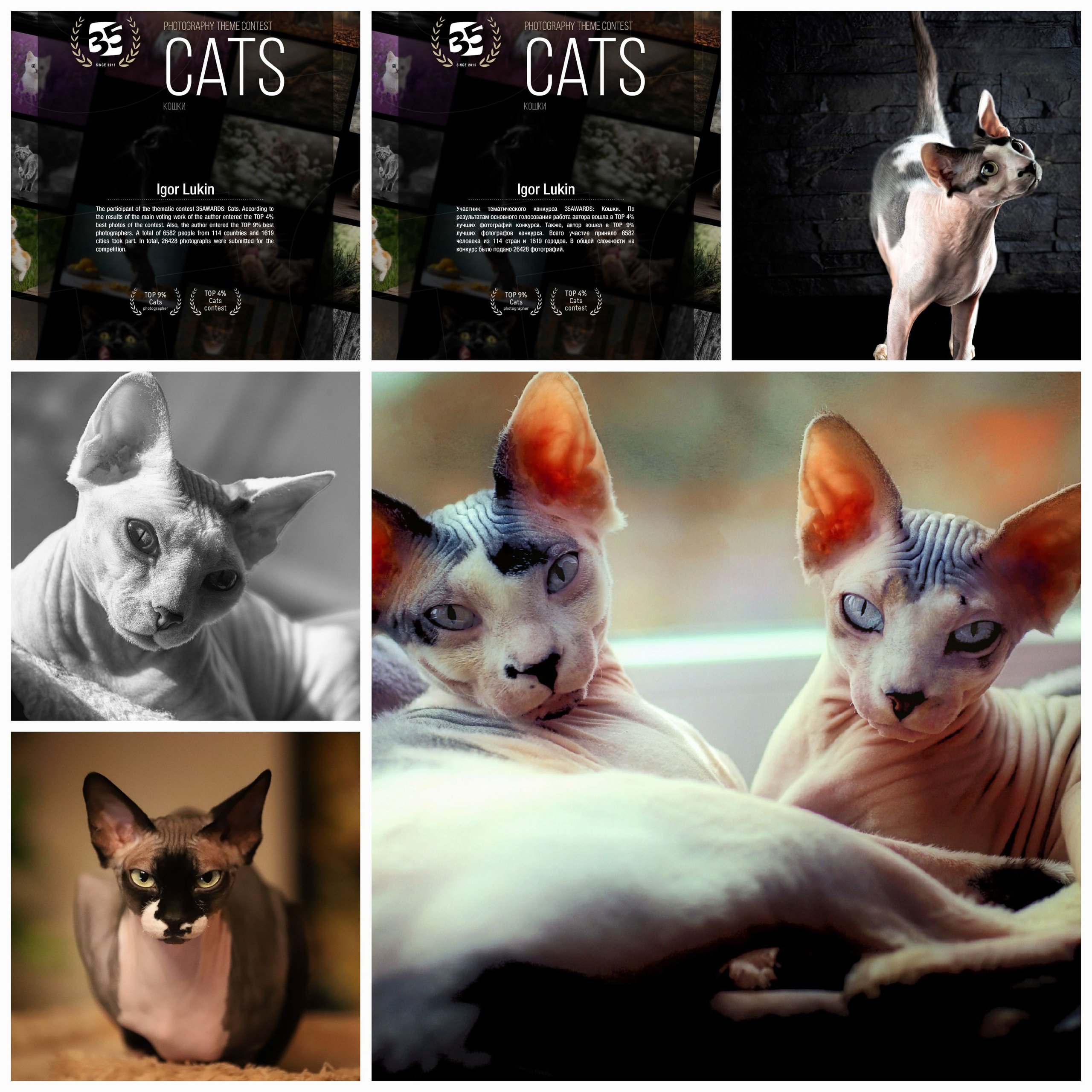 35 AWARDS КОШКИ CATS. LUKIN IGOR Photography