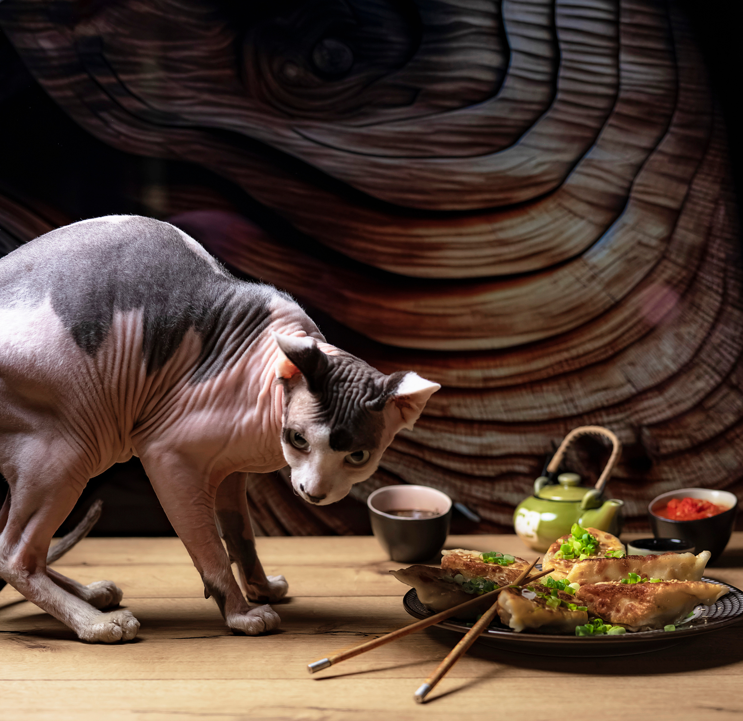 Katzen. LUKIN IGOR Photography