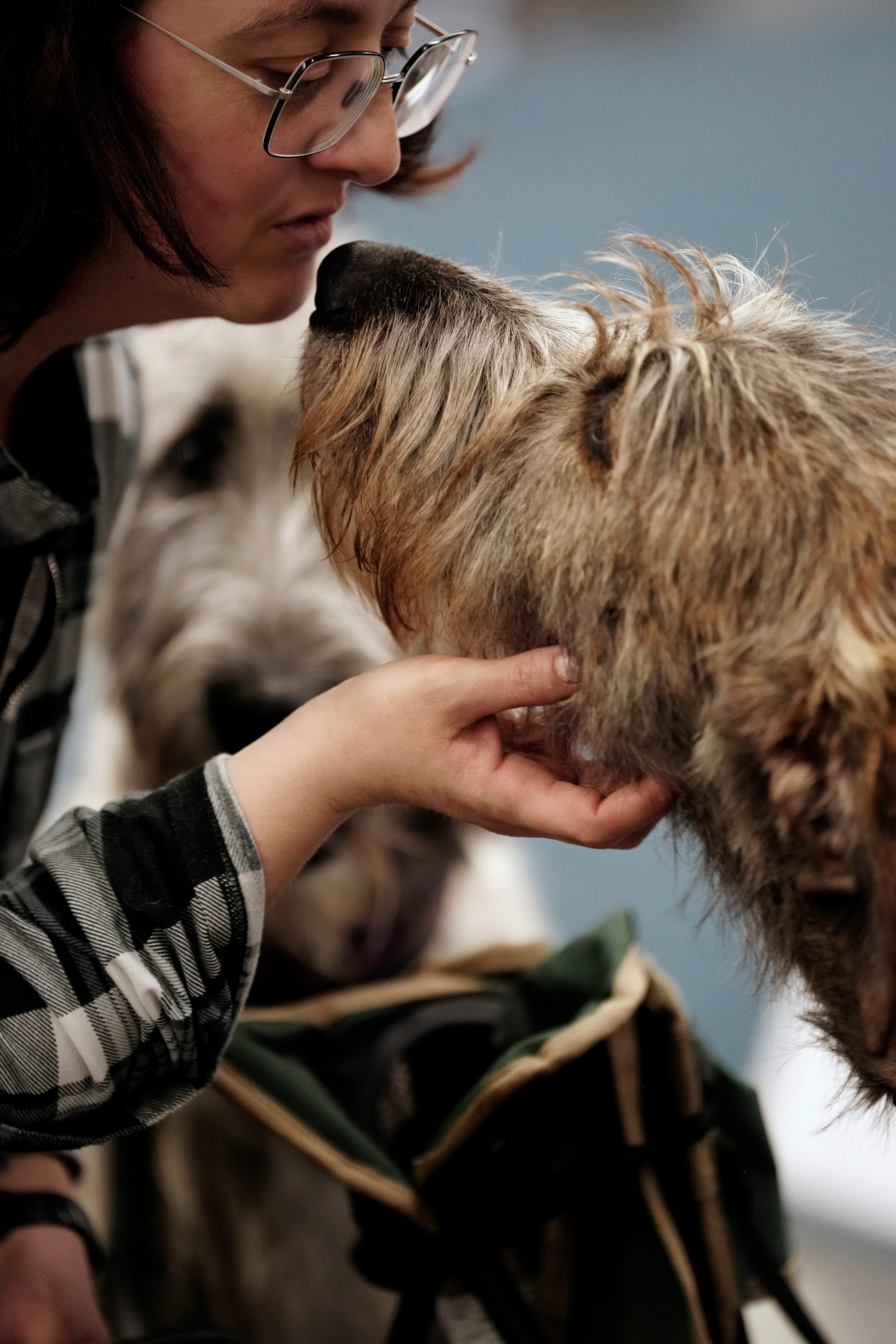 Hunde. LUKIN IGOR Photography