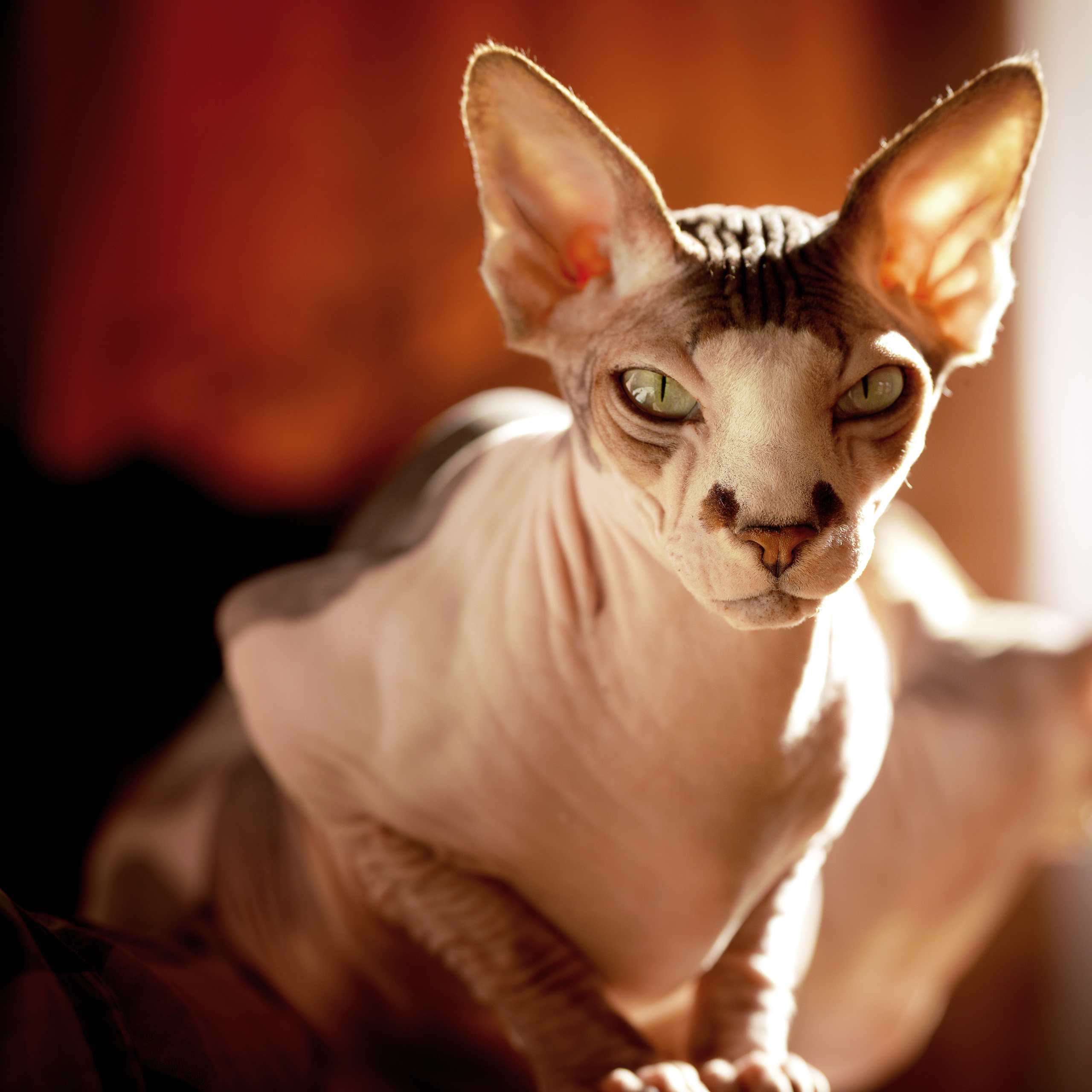 Katzen. LUKIN IGOR Photography