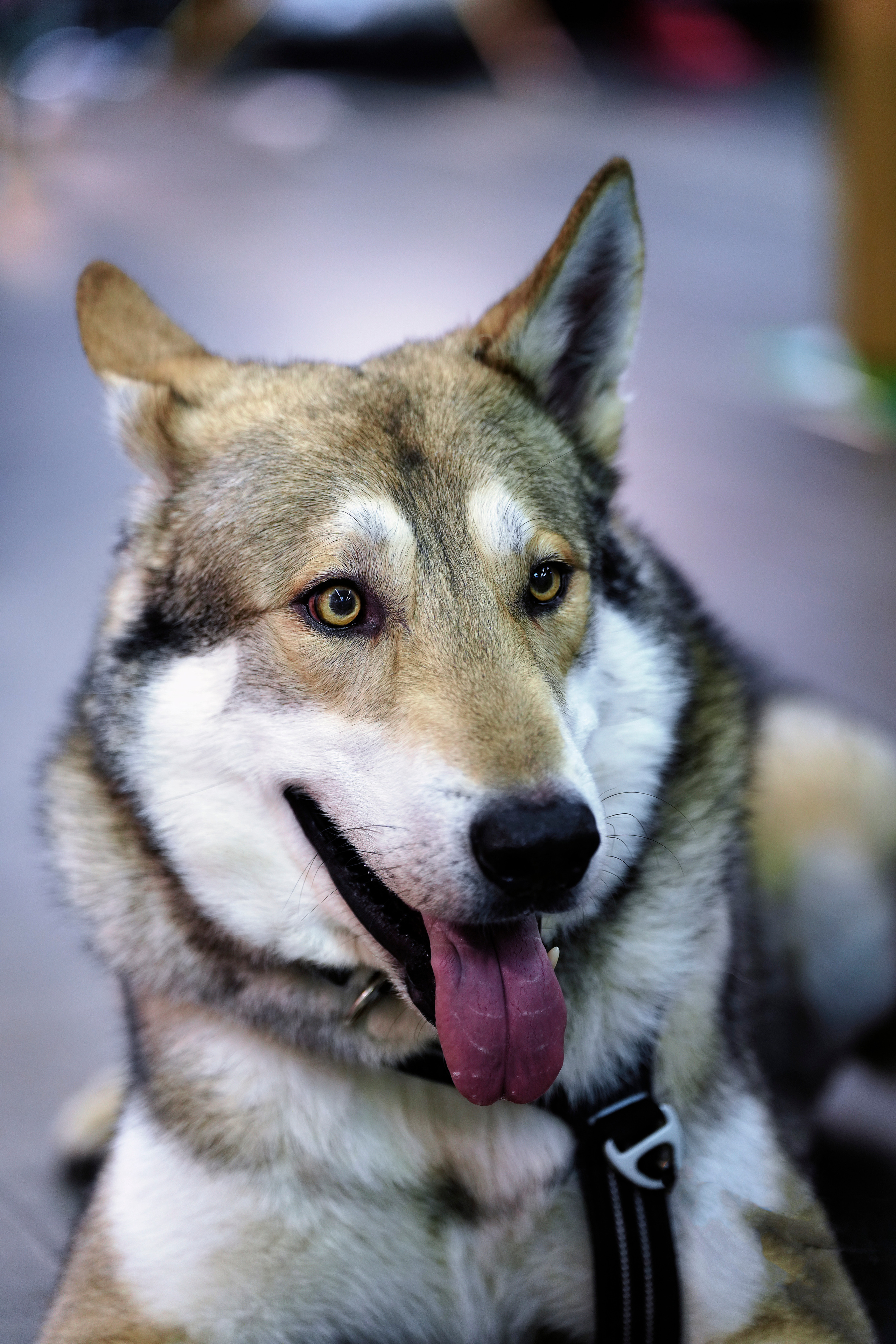 Hunde. LUKIN IGOR Photography